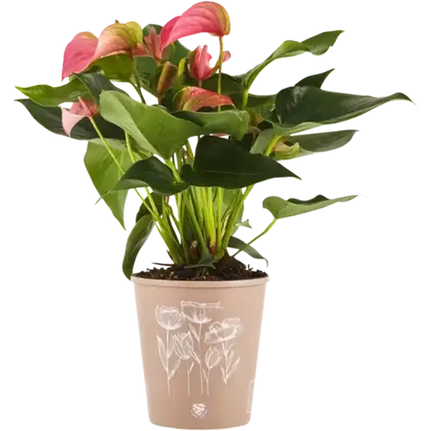 Checkers Sixty60 | Anthurium Pot Plant 14cm (Colour May Vary)