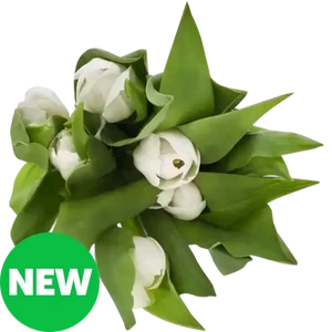 Checkers Sixty60 | Tulips Bouquet (Vase Not Included) (Colour May