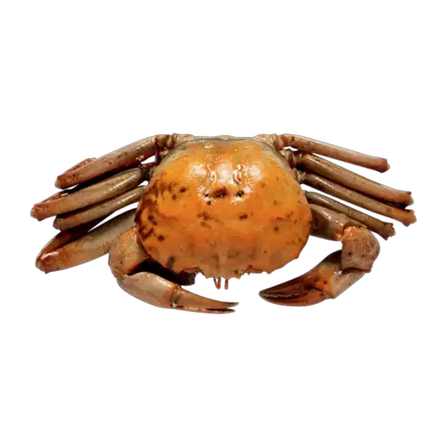 Image of Frozen Large Crab Per kg