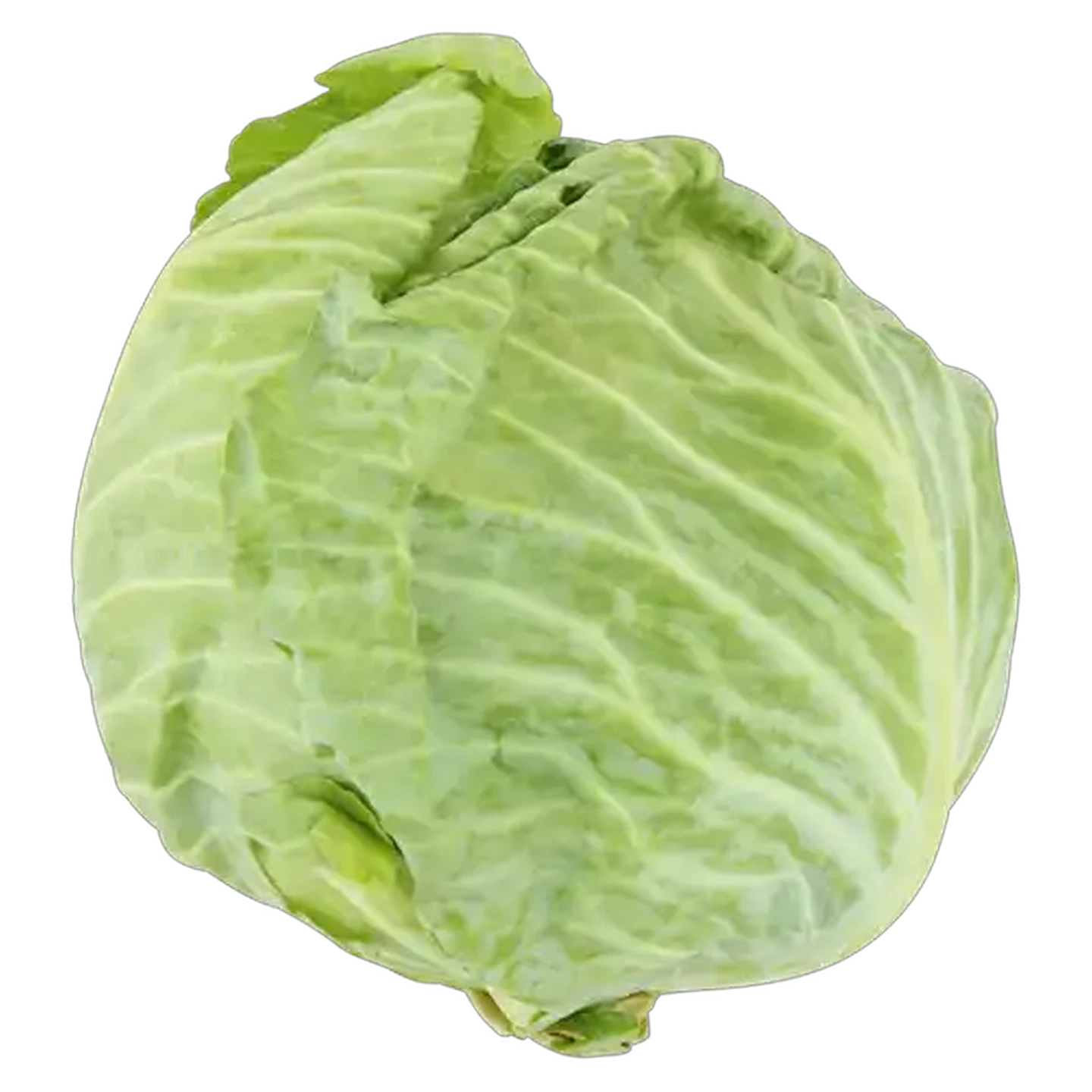 Image of Large Cabbage Head