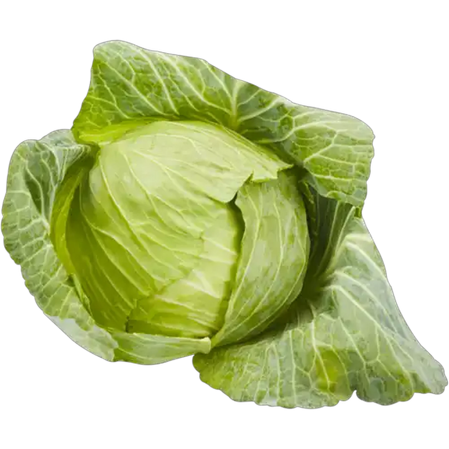 Image of Medium Cabbage Head