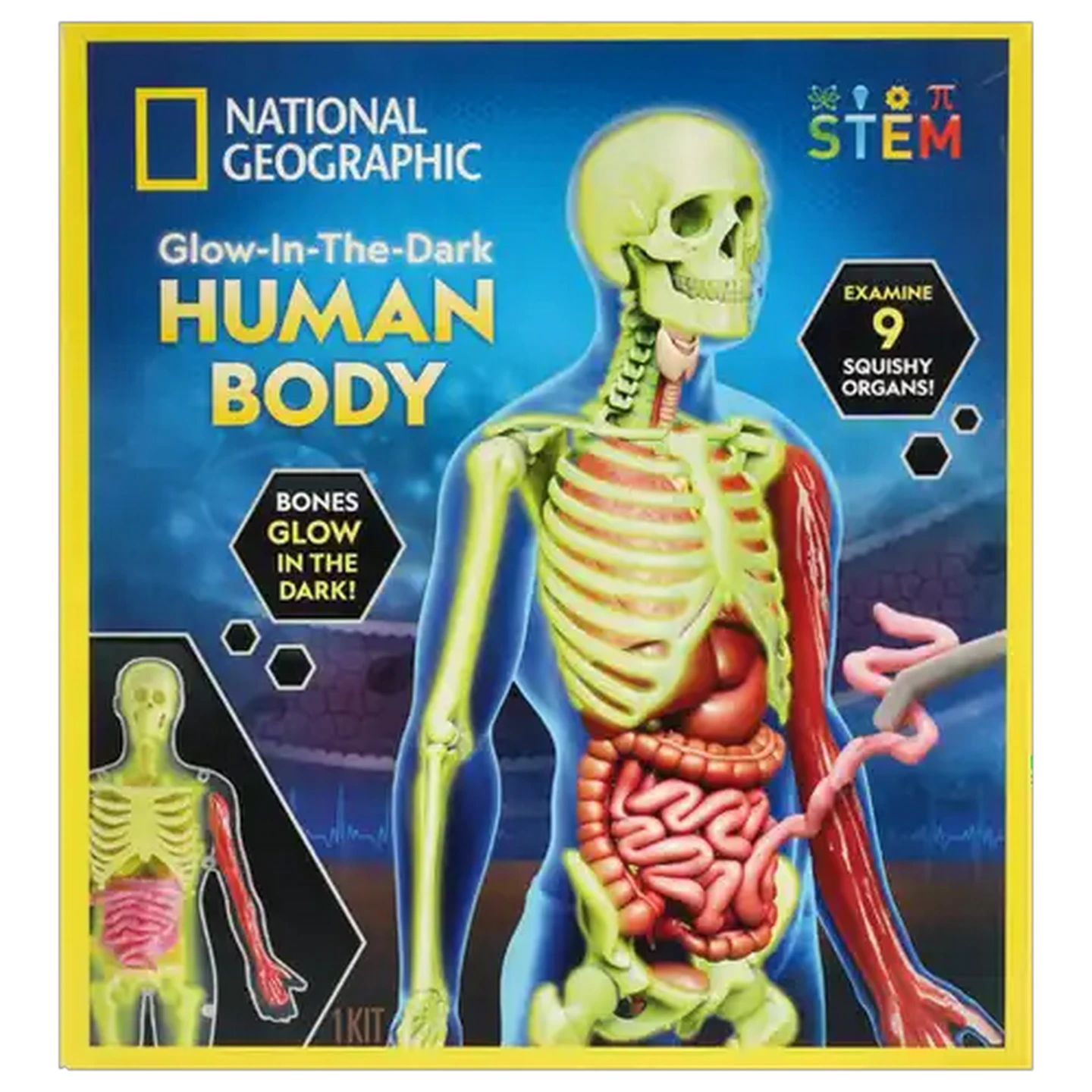Checkers Sixty60 | National Geographic Glow-In-The-Dark Human Body