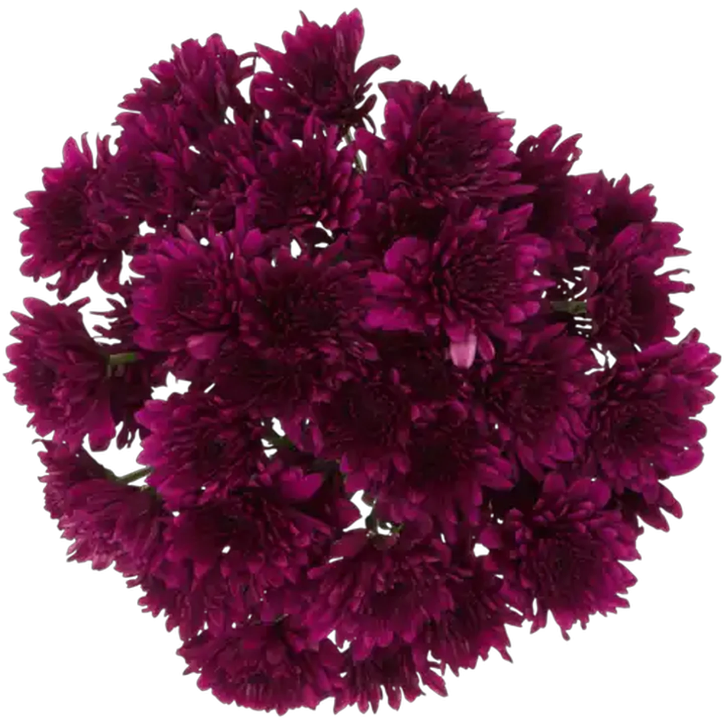 Image of Chrysanthemum Flowers Bouquet (Vase Not Included) (Colour May Vary)