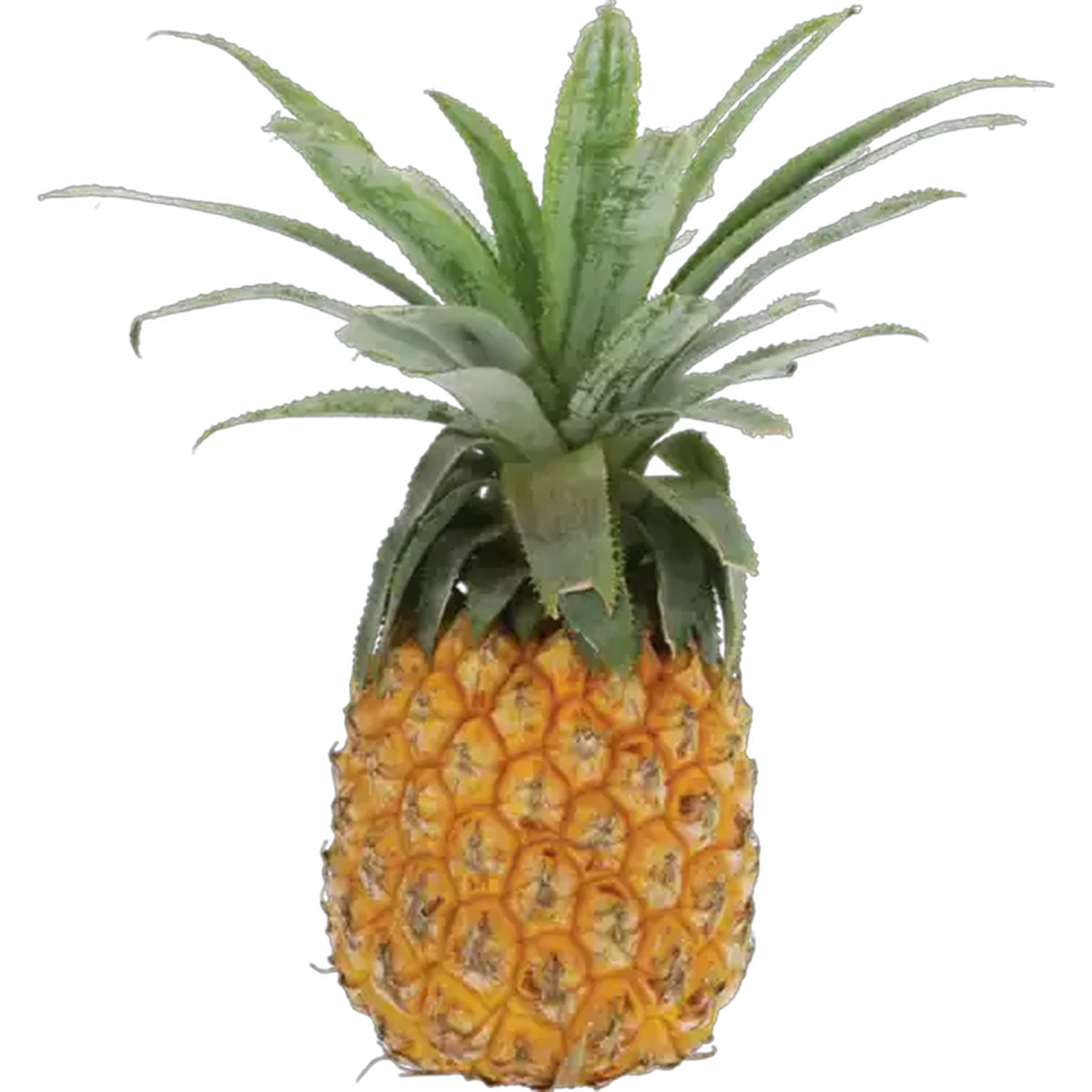 Image of Medium Queen Pineapple Half