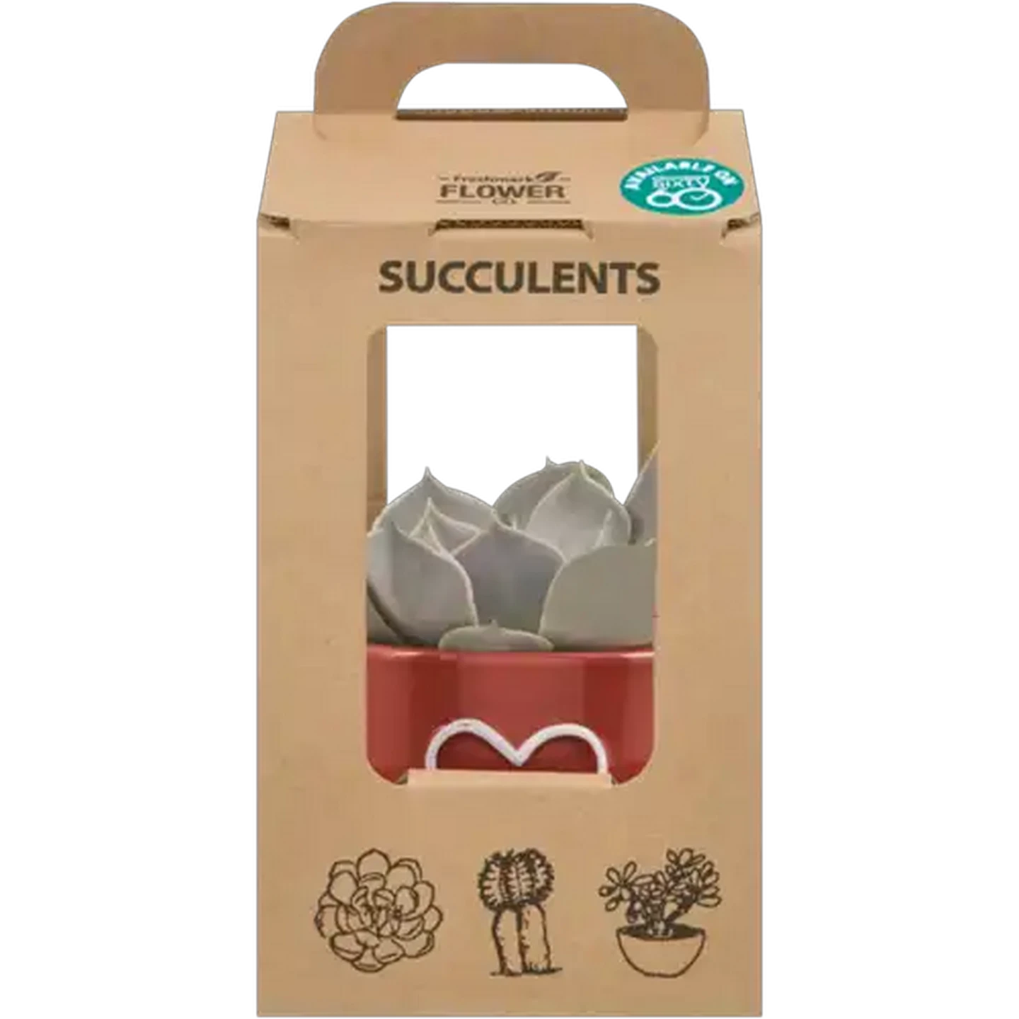 Image of Succulent Pot Plant