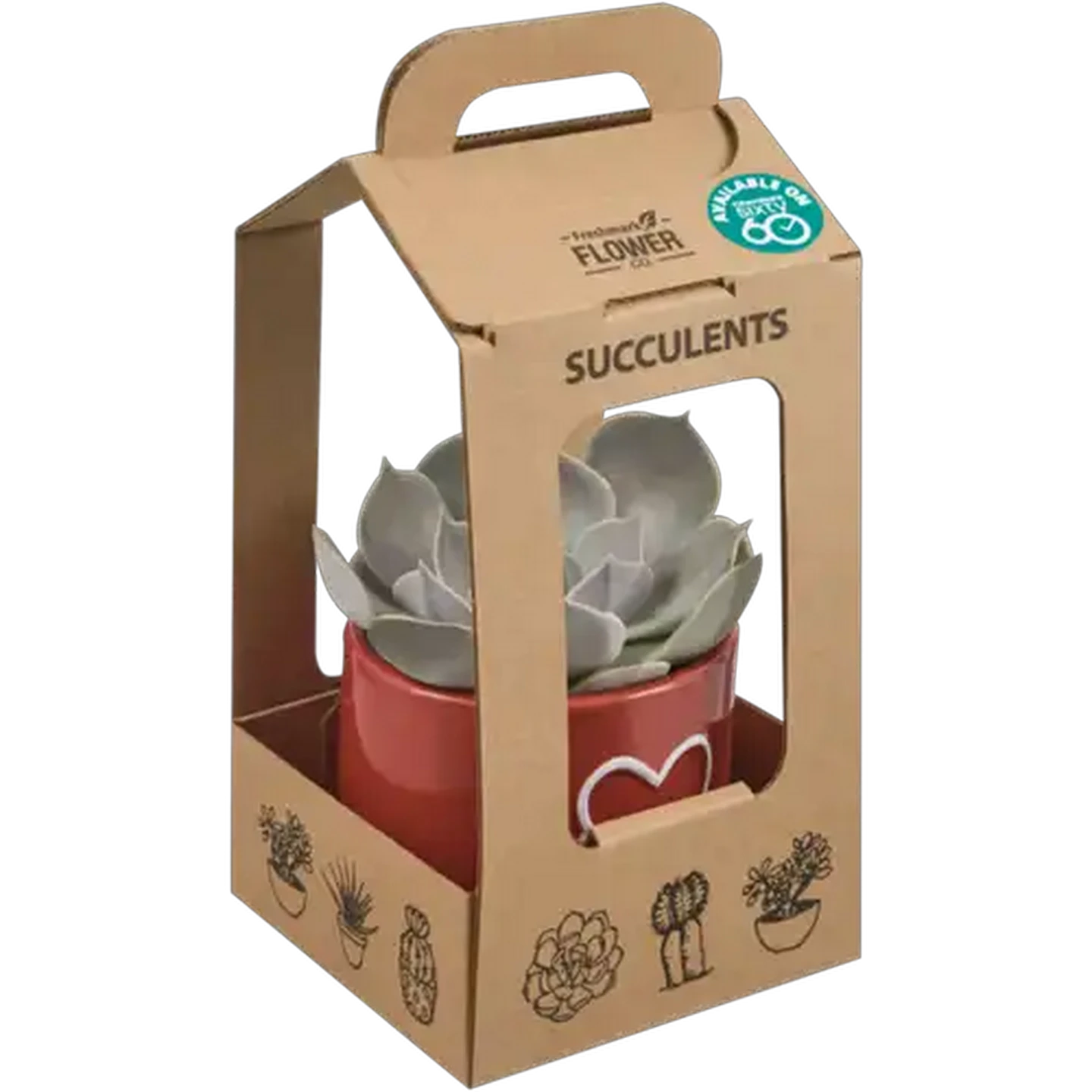 Image of Succulent Pot Plant