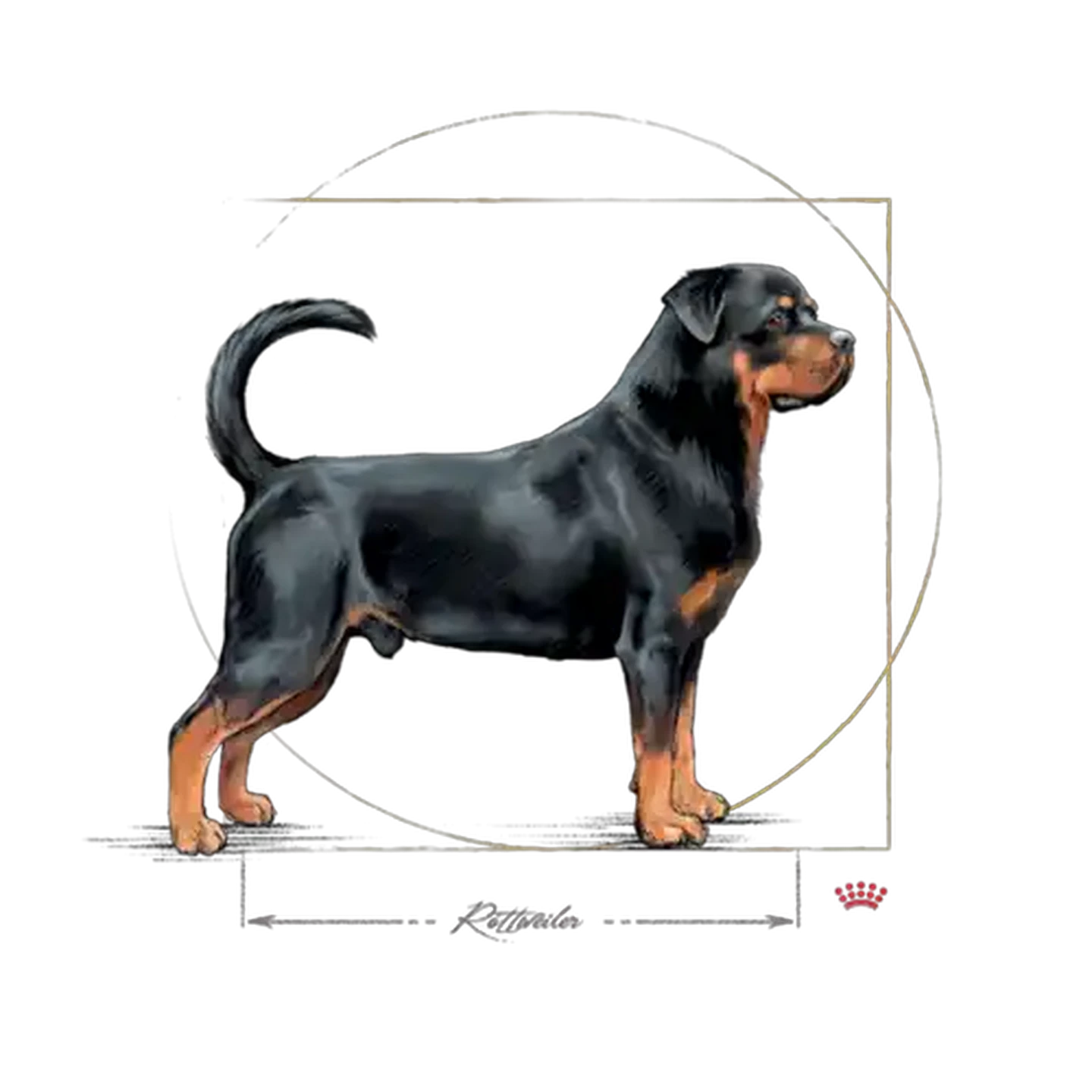 Checkers Sixty60 | Royal Canin Rottweiler Adult Dry Dog Food Bag 12kg