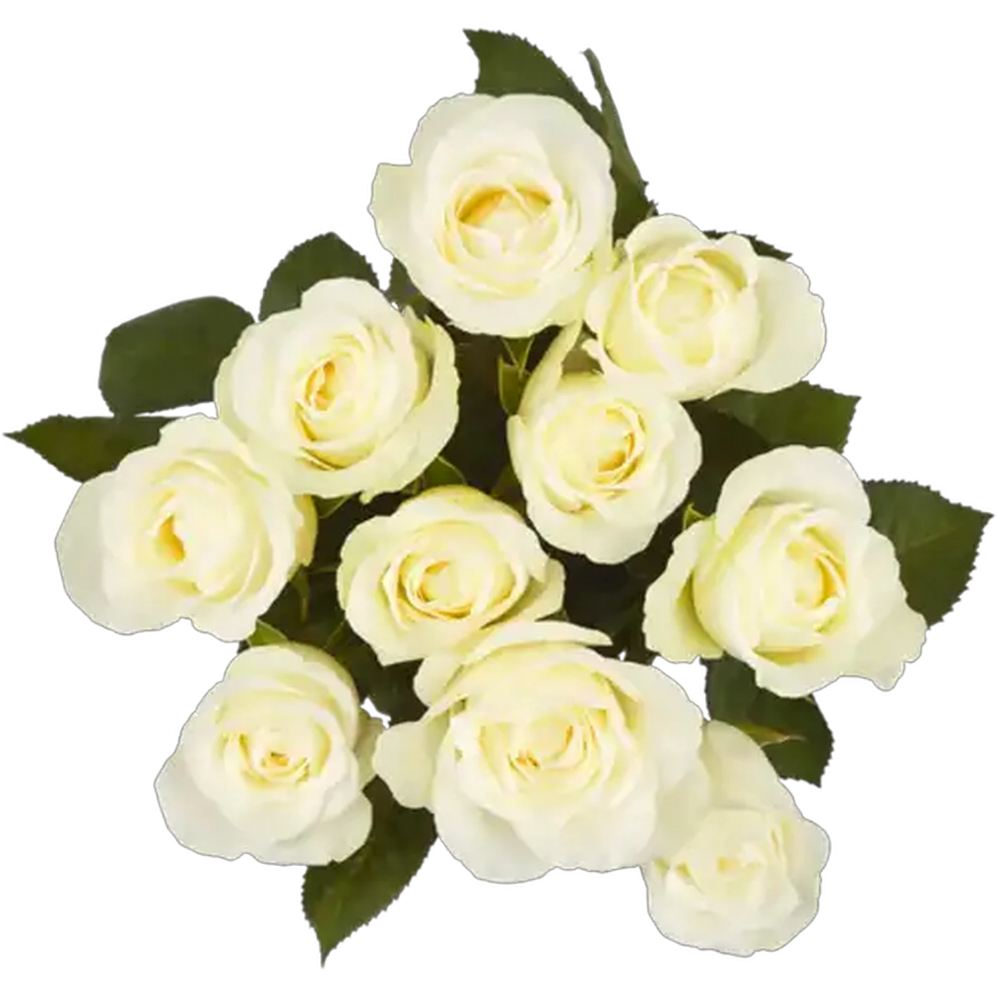 Image of White Rose Bunch (Vase Not Included)