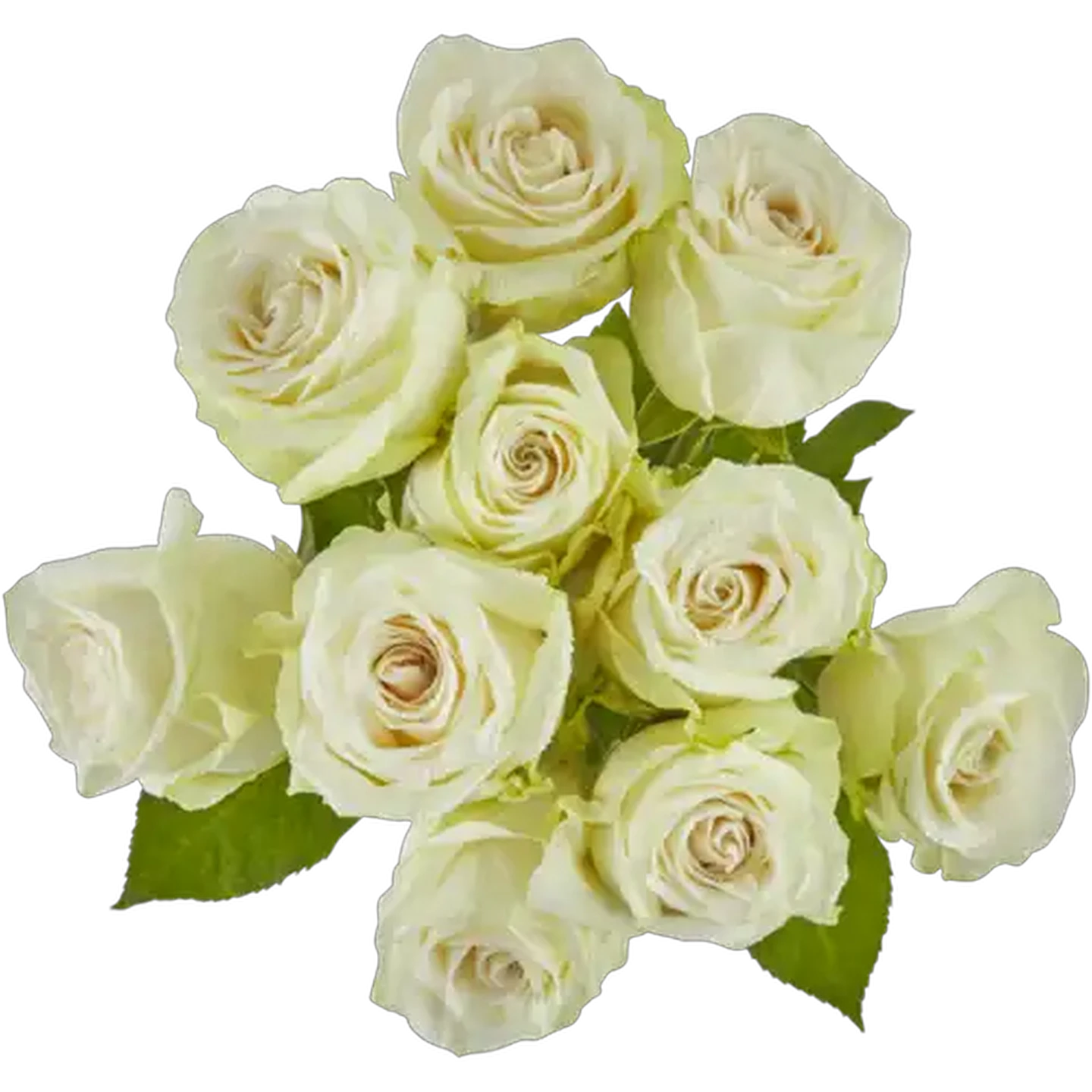 Image of White Rose Bunch (Vase Not Included)