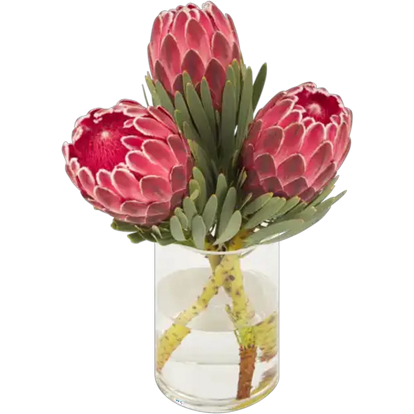 Image of Venus Protea Bouquet (Vase Not Included)