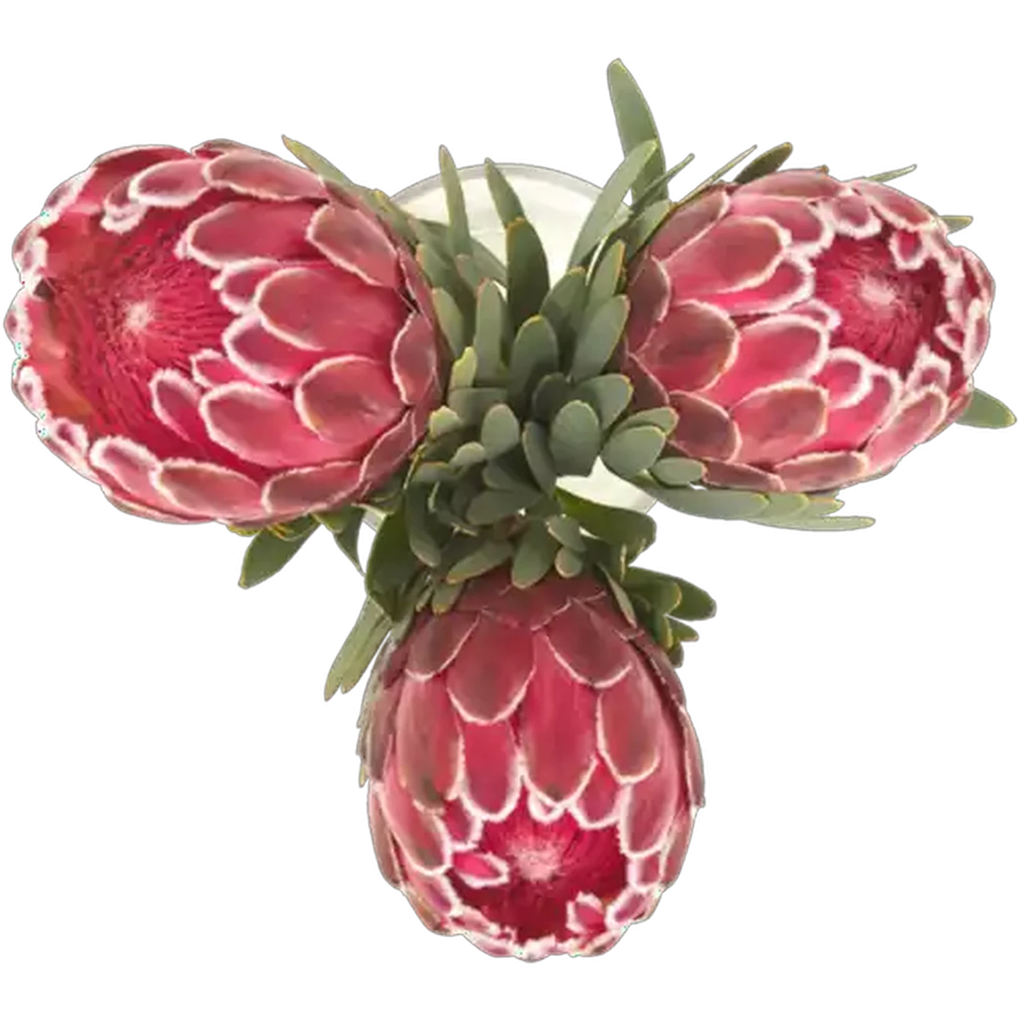 Image of Venus Protea Bouquet (Vase Not Included)
