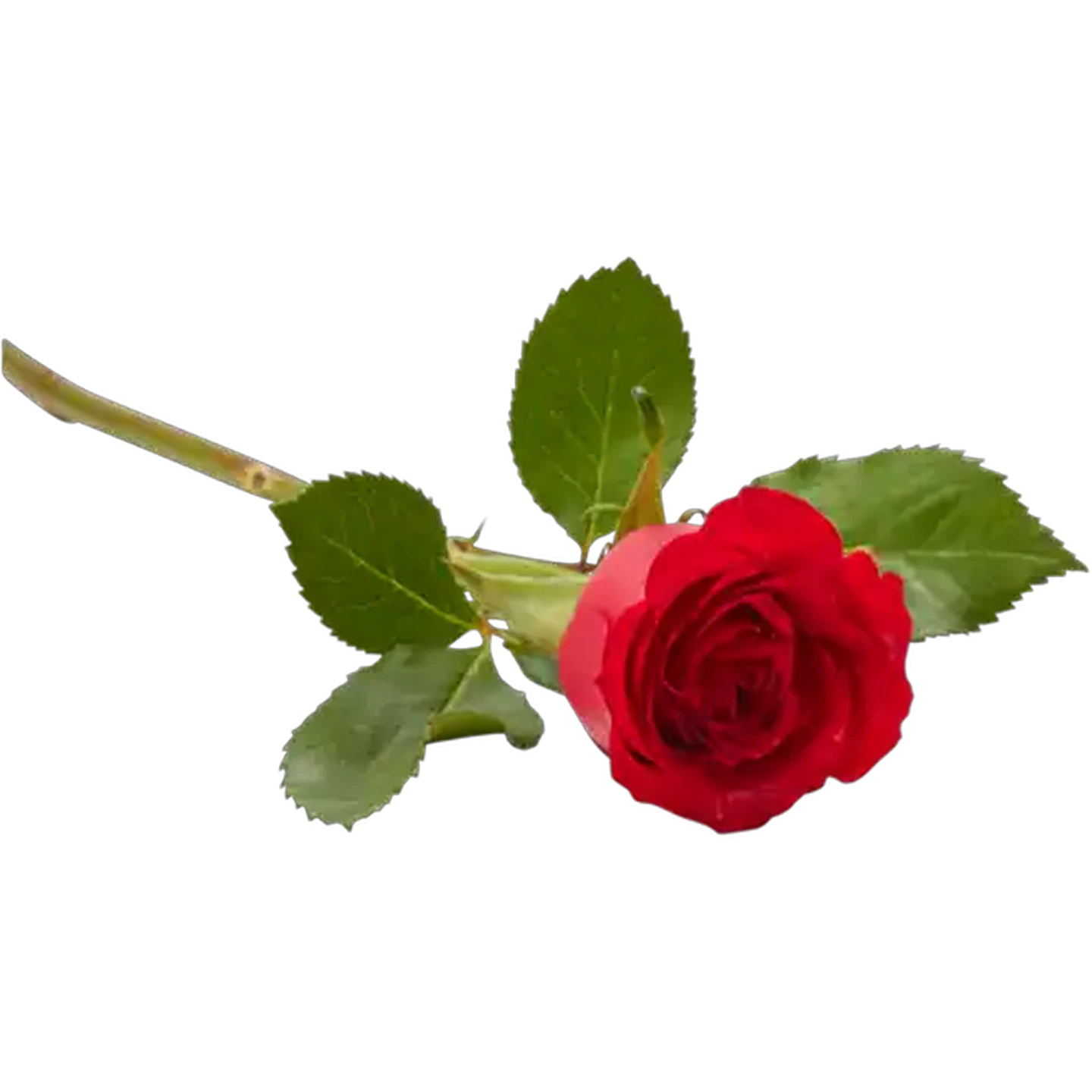Image of Single Red Rose
