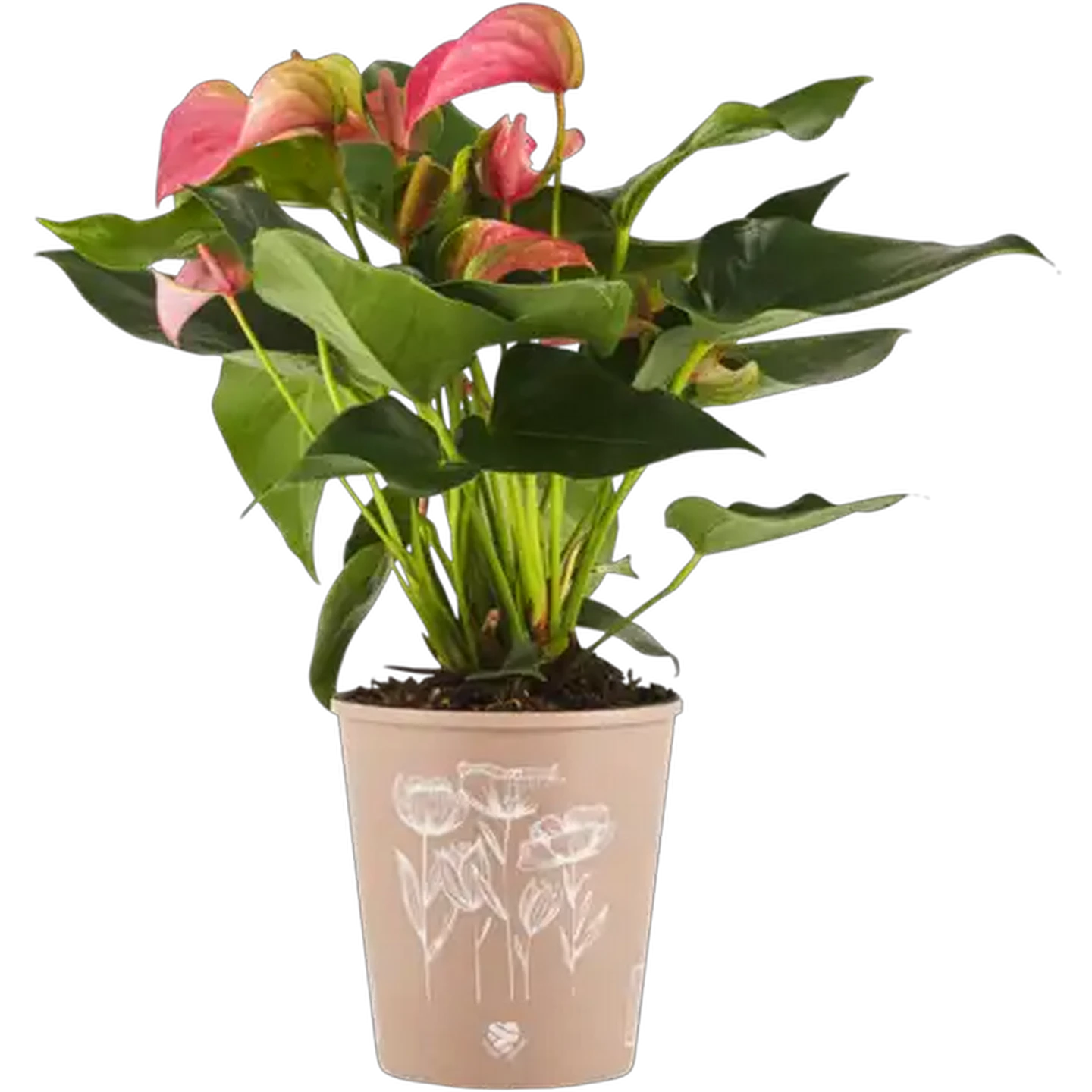 Image of Anthurium Pot Plant 14cm (Colour May Vary)