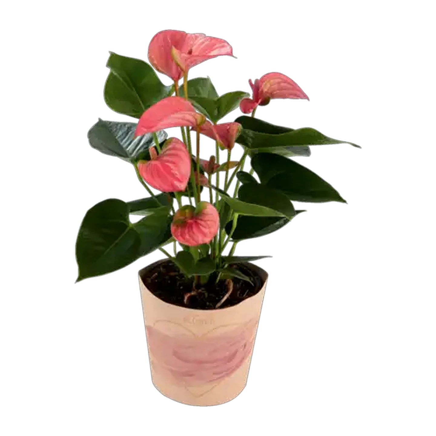 Image of Anthurium Pot Plant 14cm (Colour May Vary)