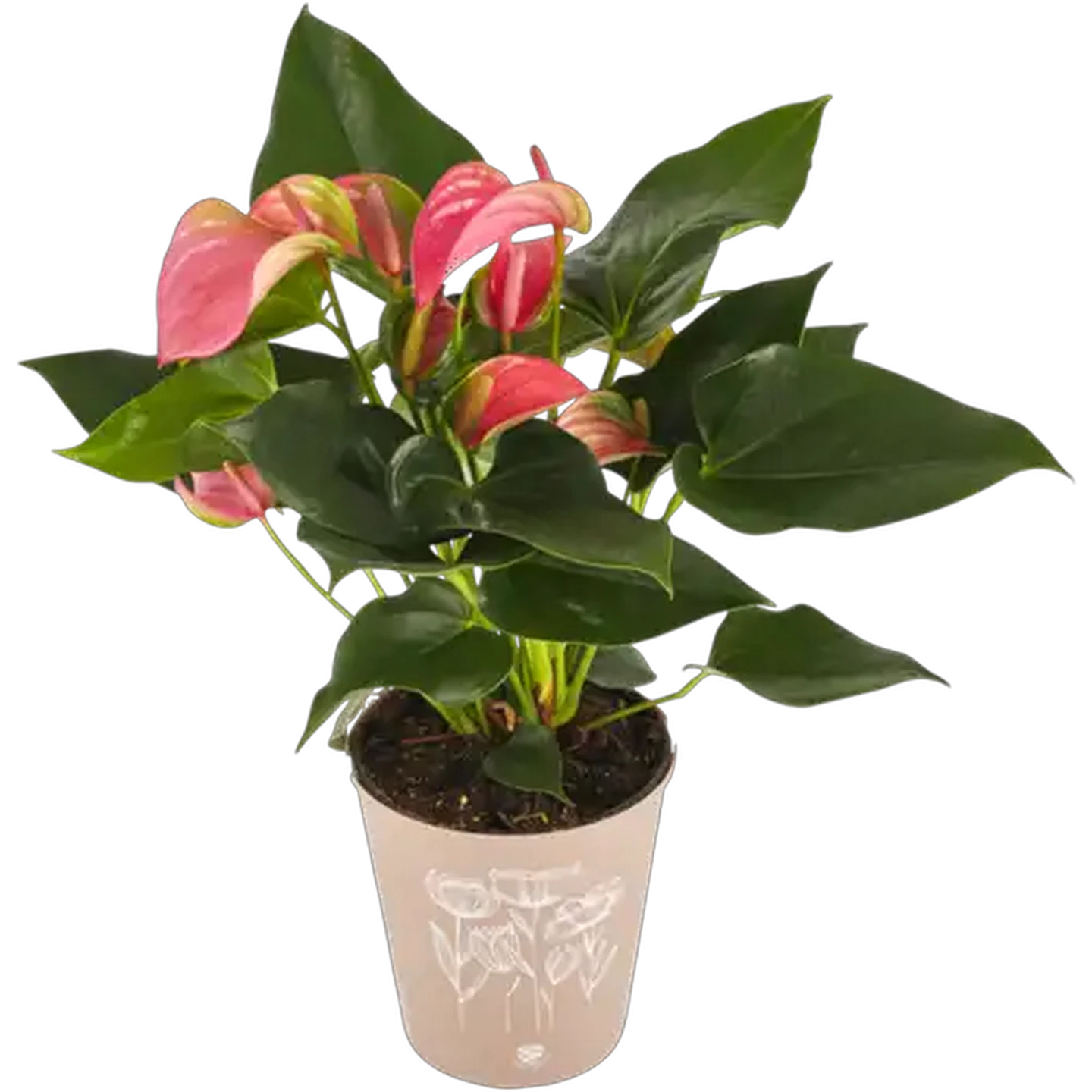 Image of Anthurium Pot Plant 14cm (Colour May Vary)