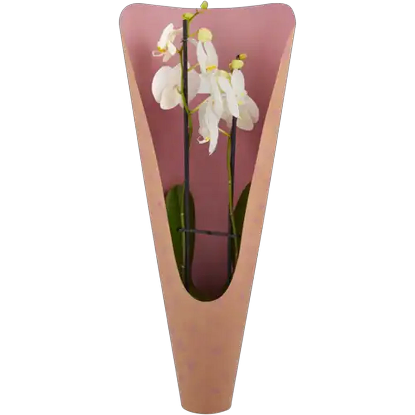 Image of Phalaenopsis Festive