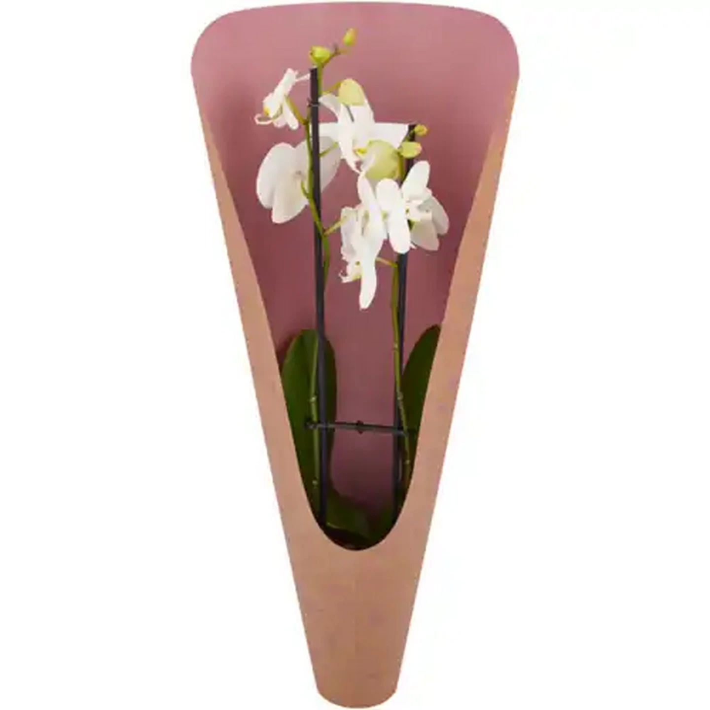 Image of Phalaenopsis Festive