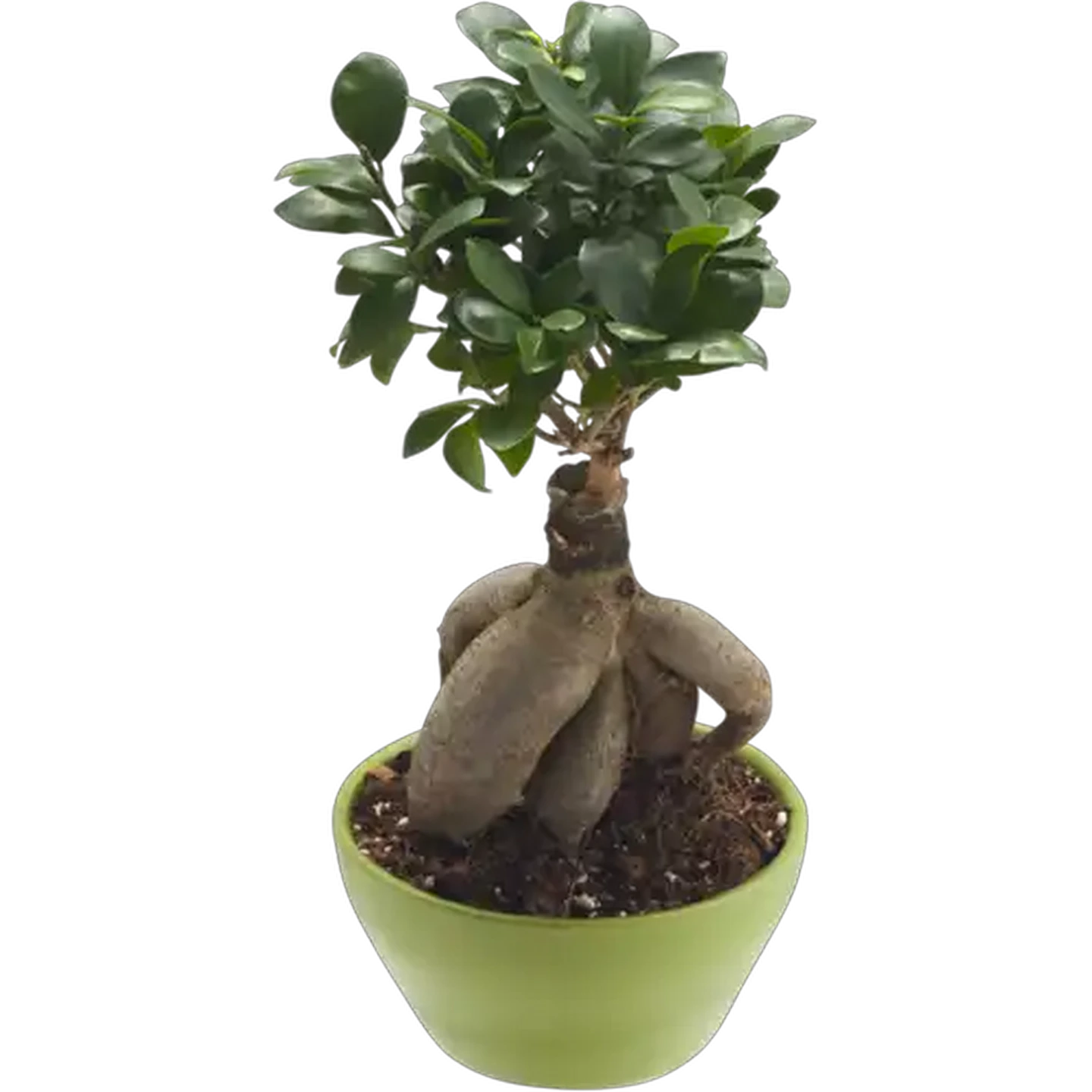 Image of Ficus Ginseng Bonsai Tree