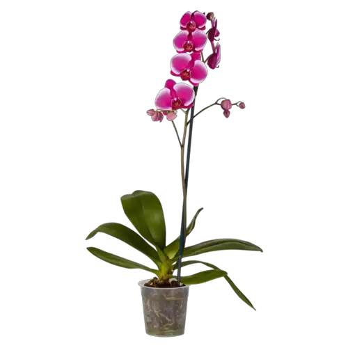 Thumbnail product image - 1