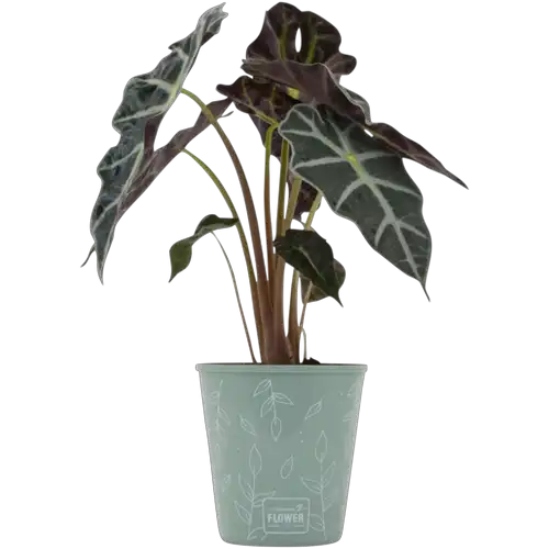 Thumbnail product image - 0