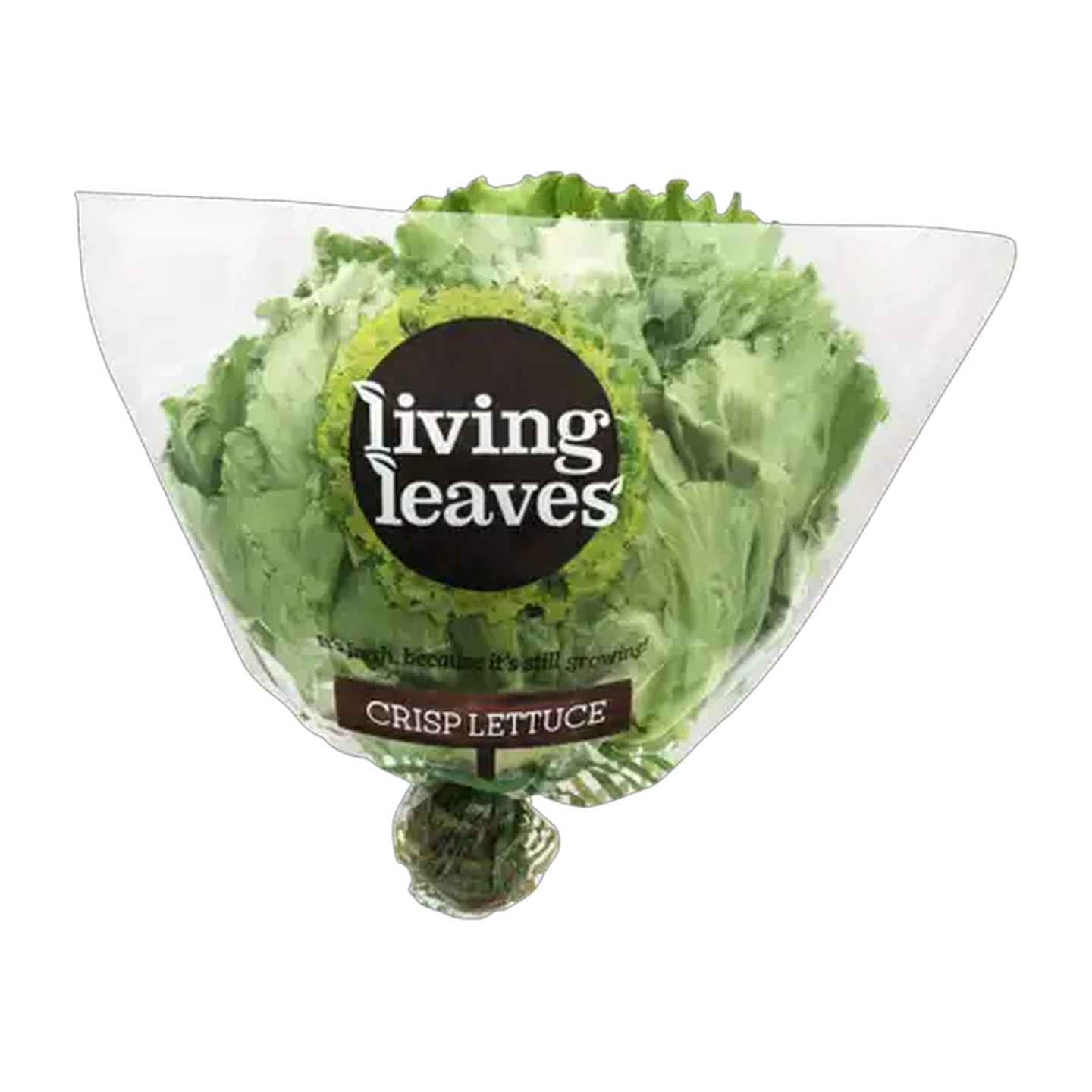 Image of Living Leaves Crisp Lettuce