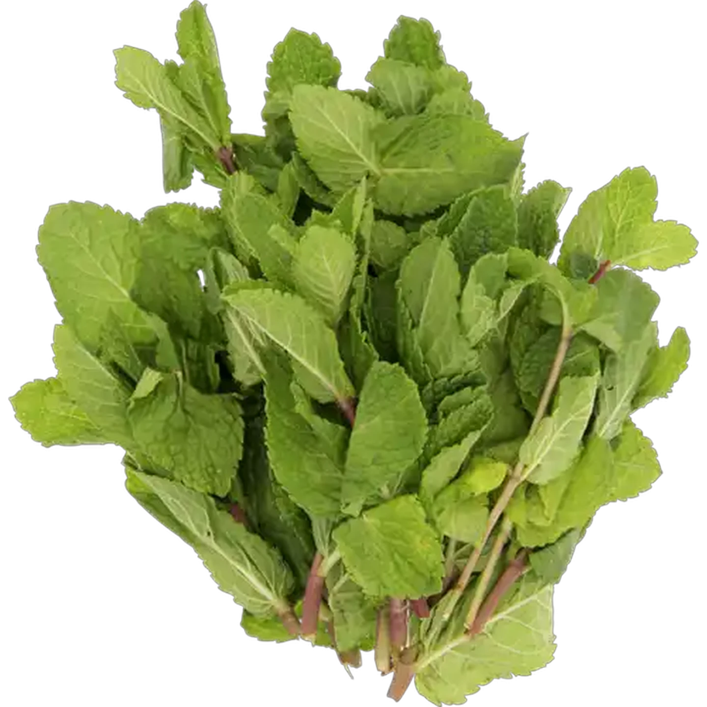 Image of Mint Bunch