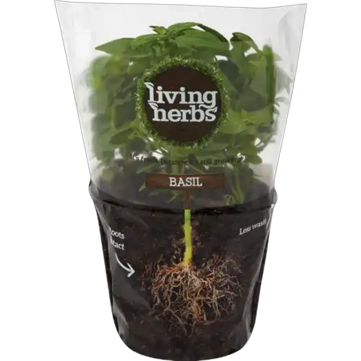 Image of Living Herbs Basil