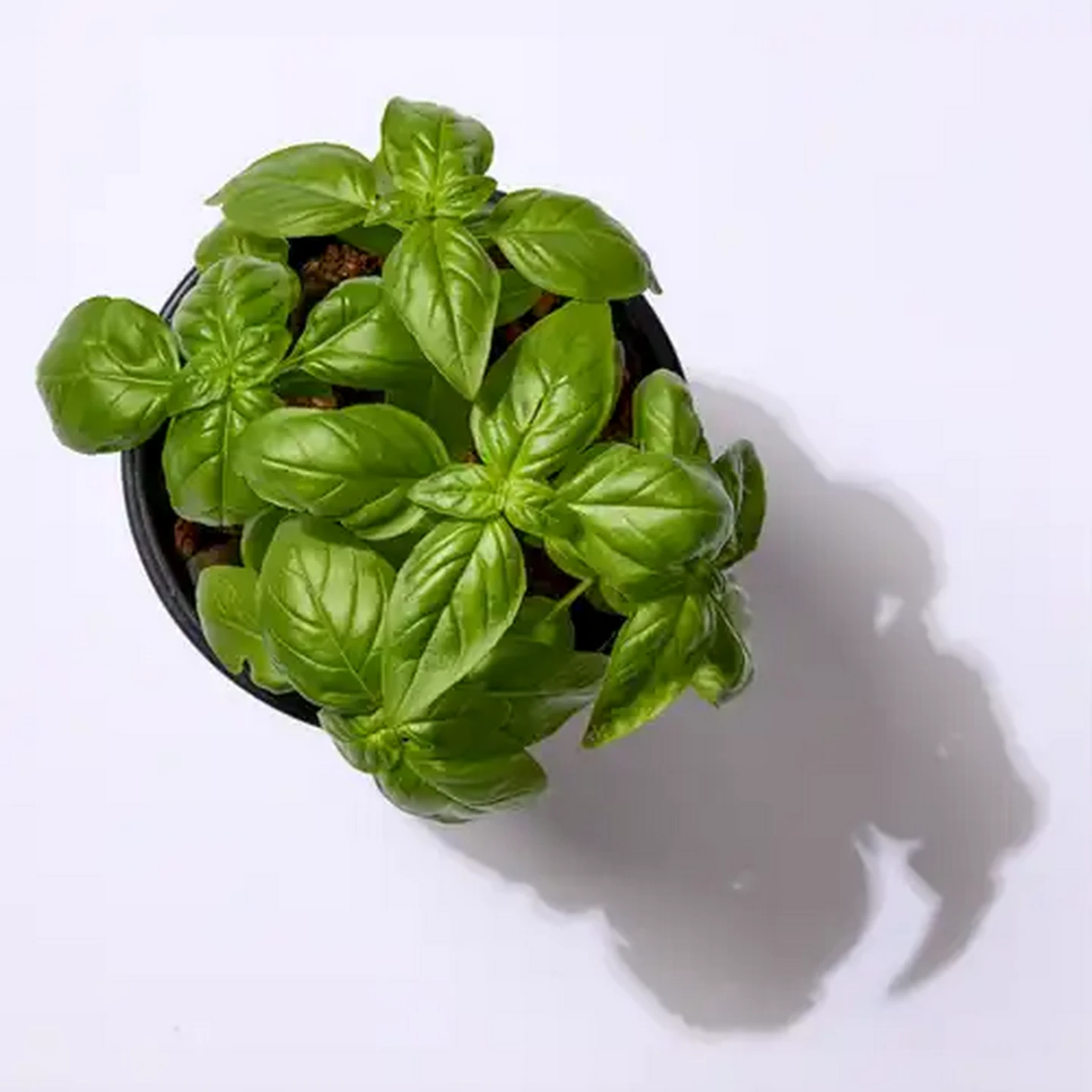 Image of Living Herbs Basil