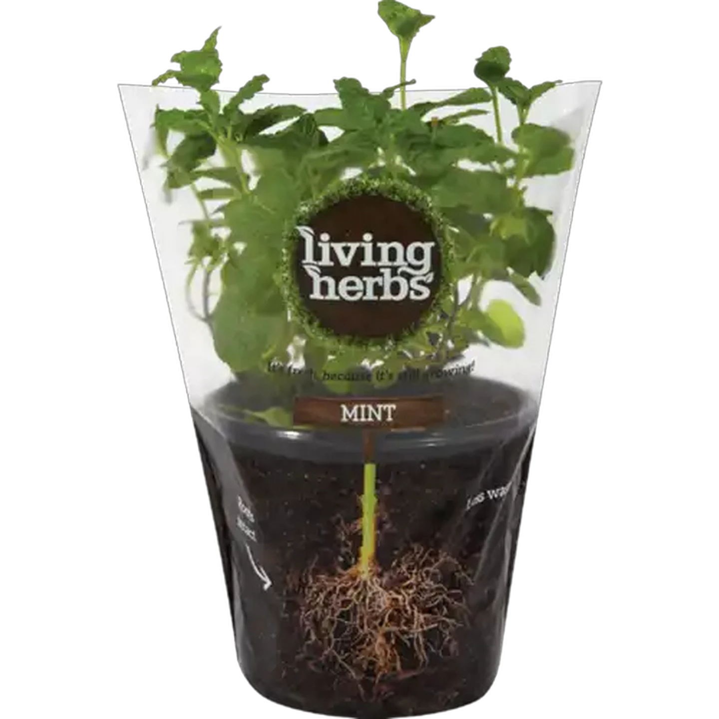 Image of Living Herbs Mint
