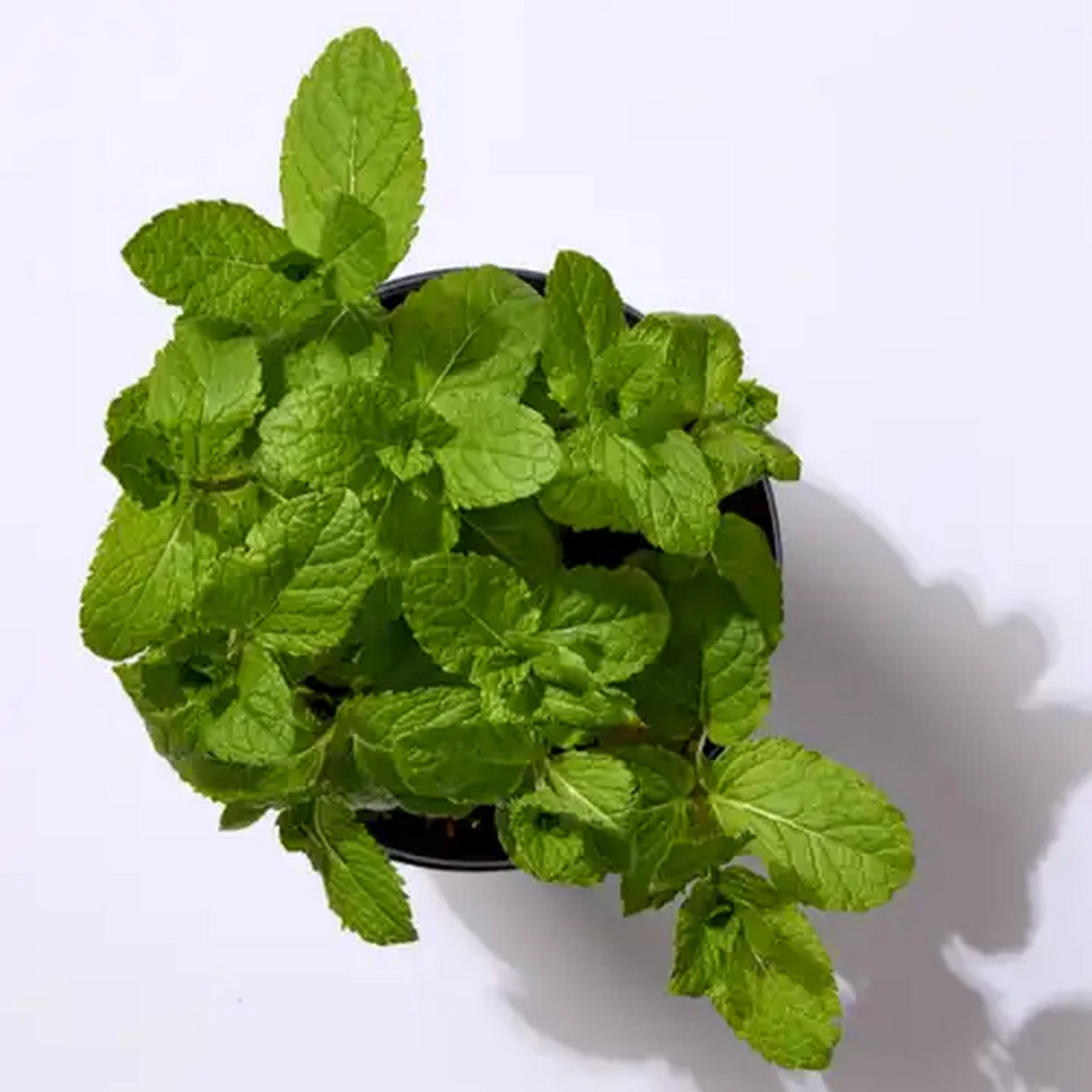 Image of Living Herbs Mint