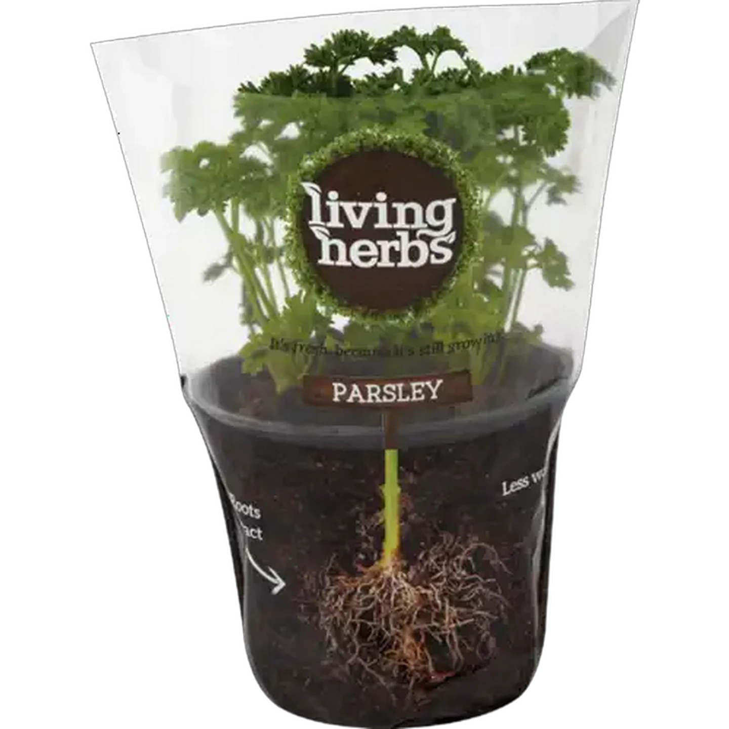 Image of Living Herbs Parsley