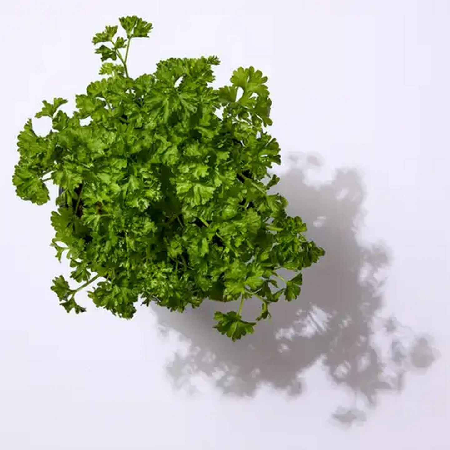 Image of Living Herbs Parsley