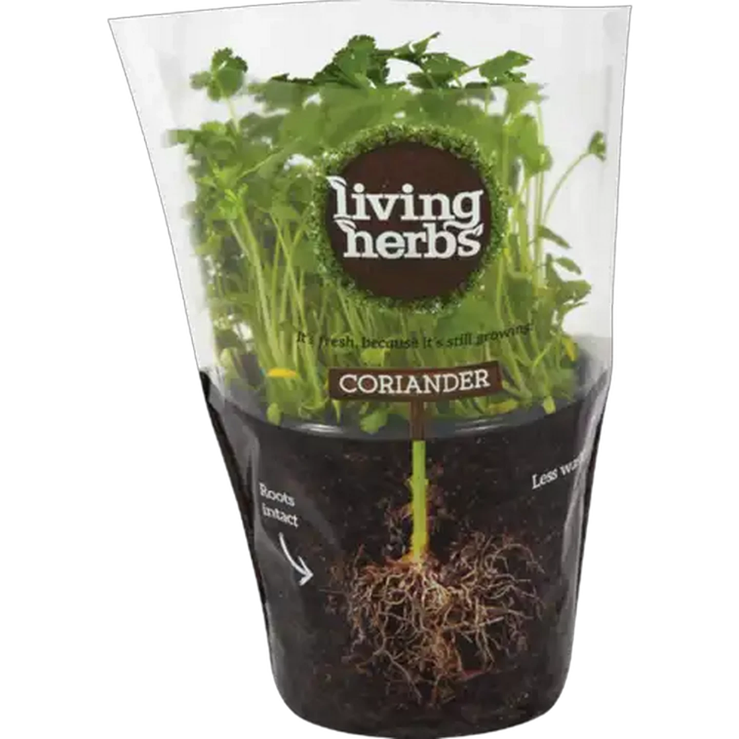 Image of Living Herbs Coriander