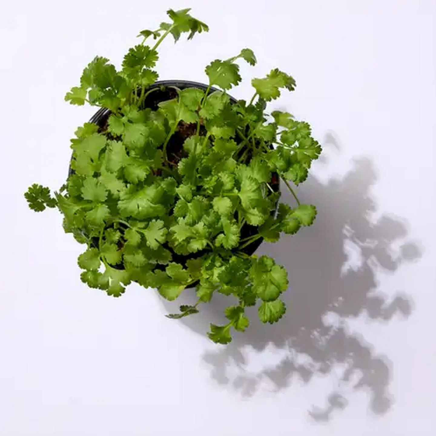 Image of Living Herbs Coriander
