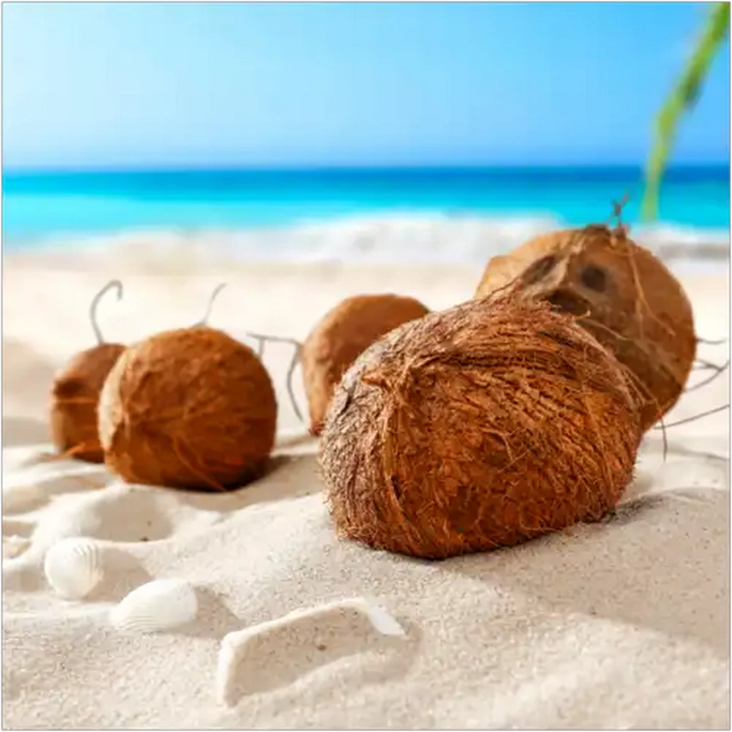 Image of California Scents Capistrano Coconut Palms Air Freshener 7g