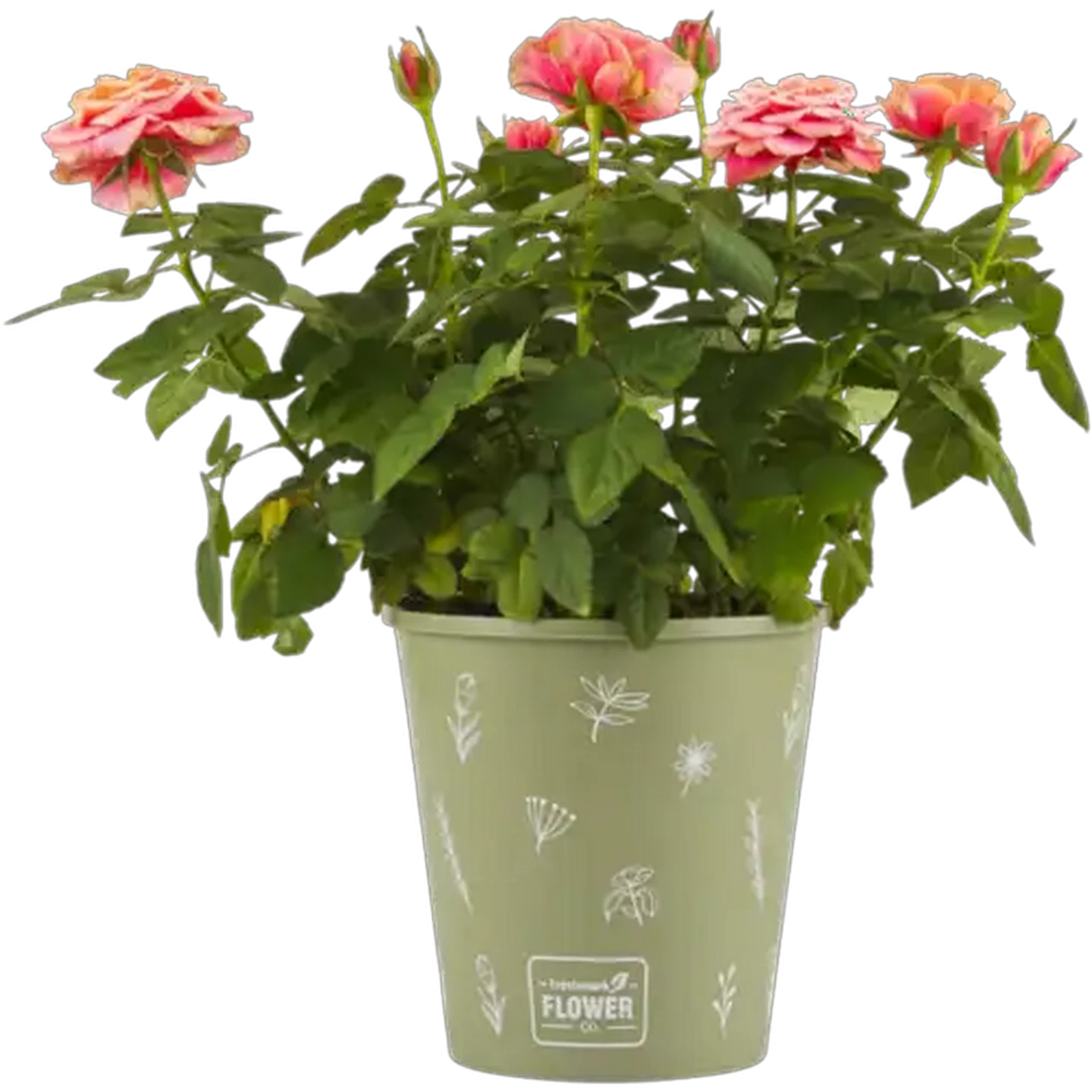 Image of Plantimex Rose Bush Pot Plant 16.5cm (Colour & Pot May Vary)