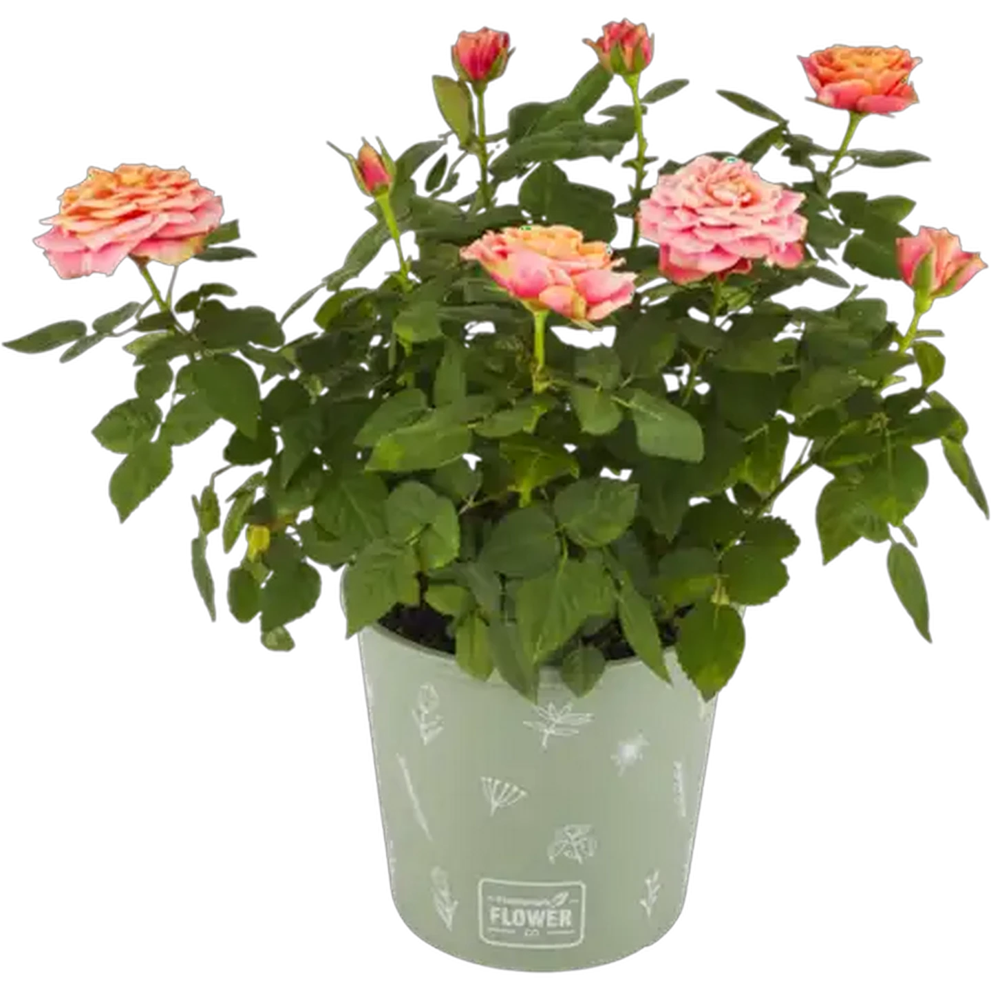 Image of Plantimex Rose Bush Pot Plant 16.5cm (Colour & Pot May Vary)