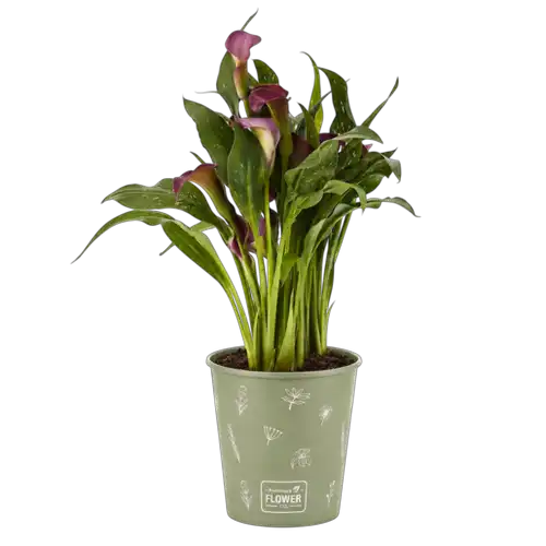 Thumbnail product image - 1
