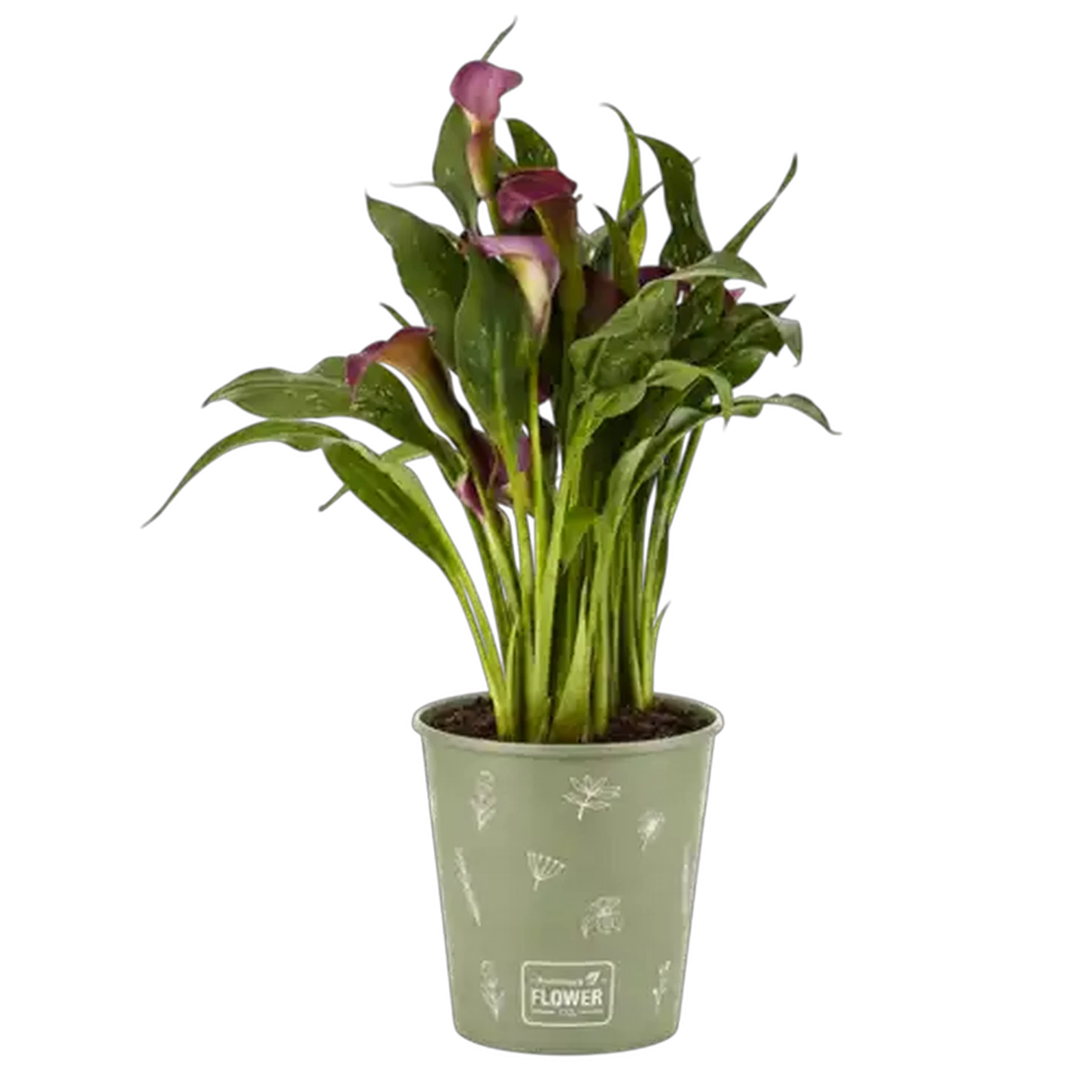 Image of Zantedeschia Pot Plant 14cm (Colour & Pot May Vary)
