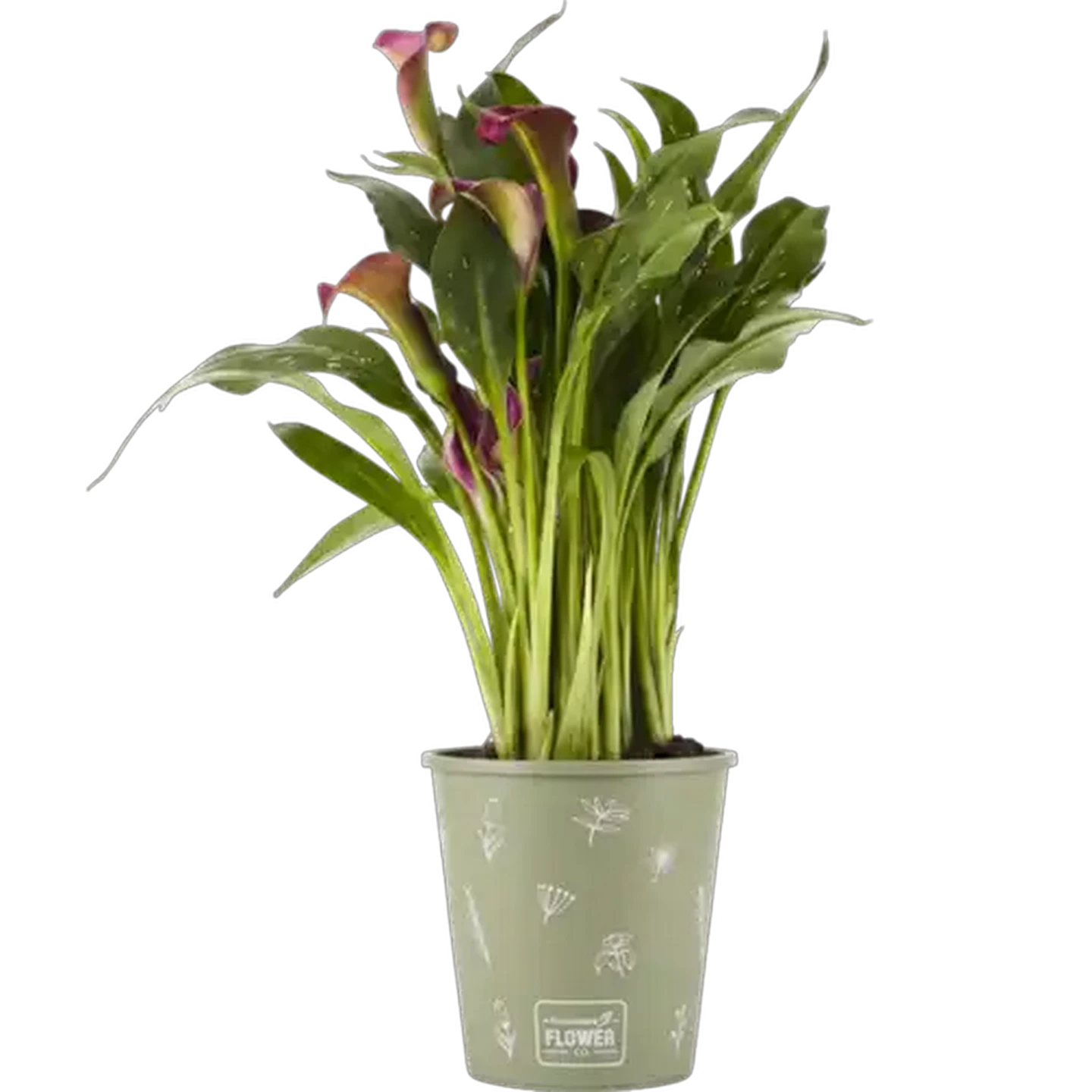 Image of Zantedeschia Pot Plant 14cm (Colour & Pot May Vary)