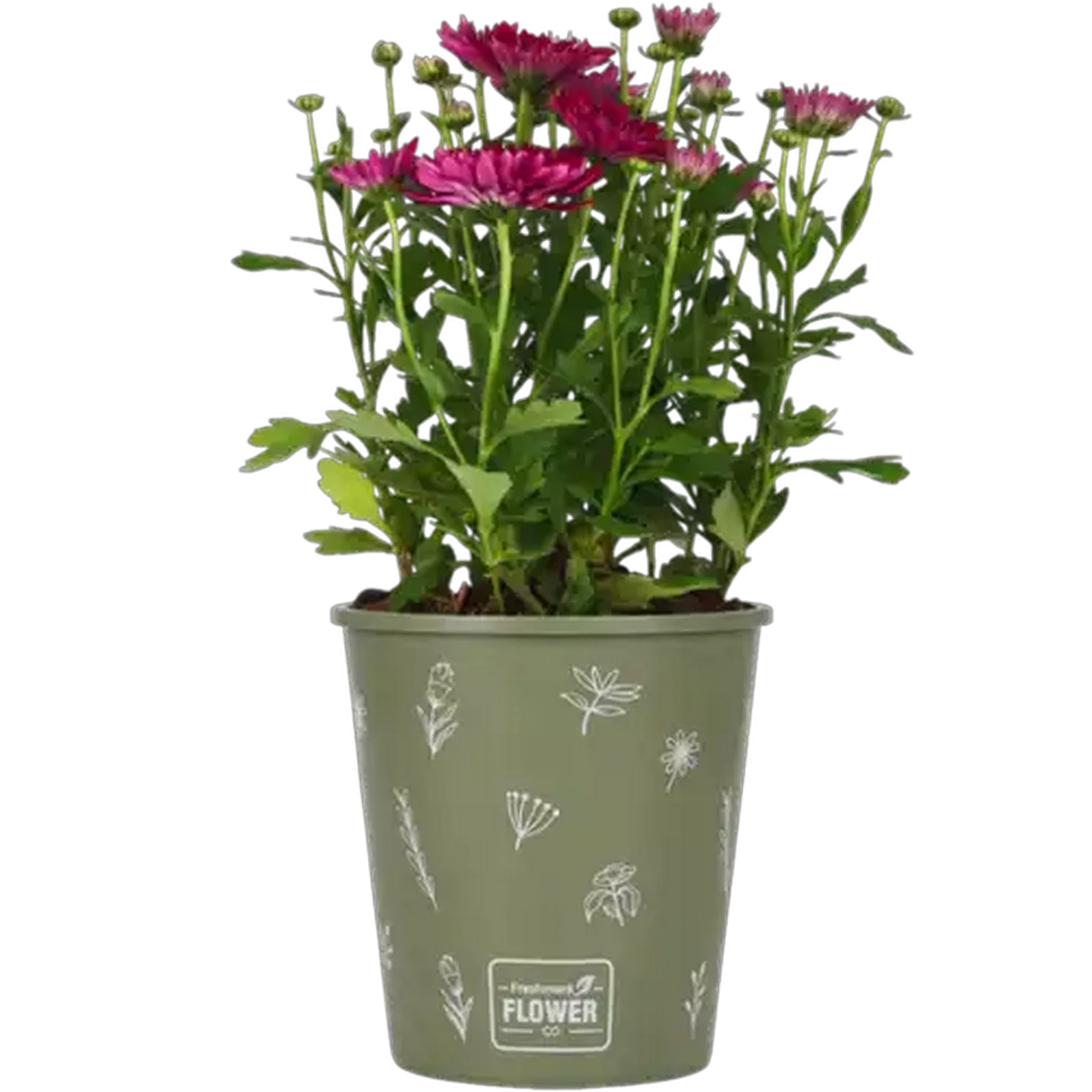Image of Chrysanthemum Pot Plant (Colour & Pot May Vary)