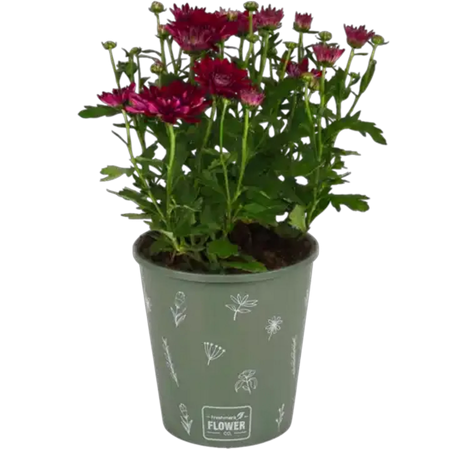 Image of Chrysanthemum Pot Plant (Colour & Pot May Vary)