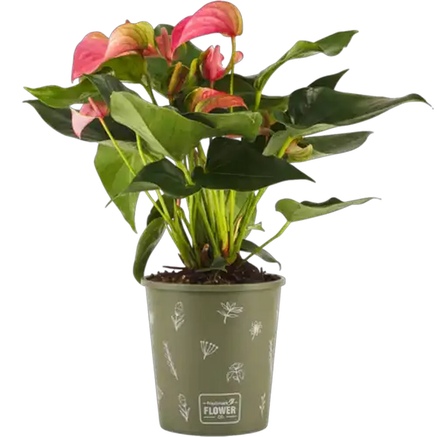 Image of Anthurium Pot Plant 14cm (Colour & Pot May Vary)