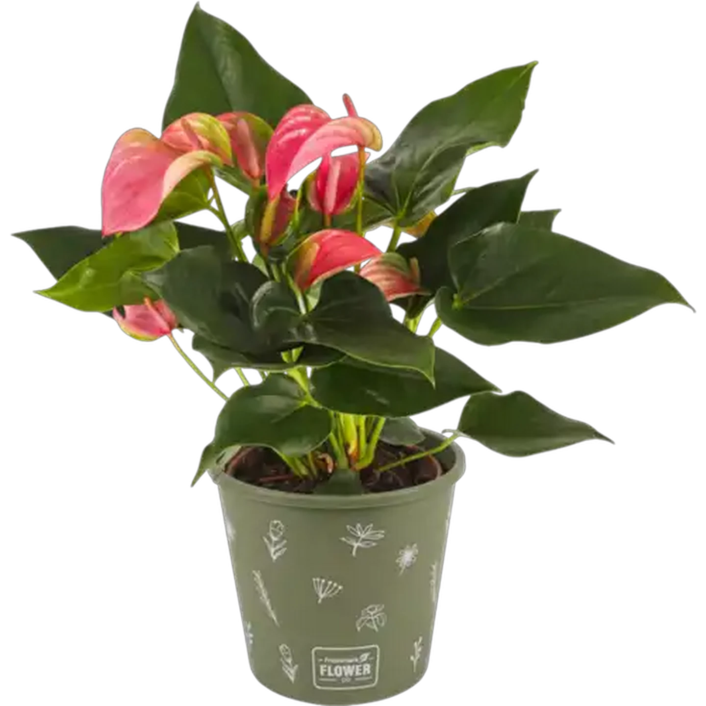 Image of Anthurium Pot Plant 14cm (Colour & Pot May Vary)