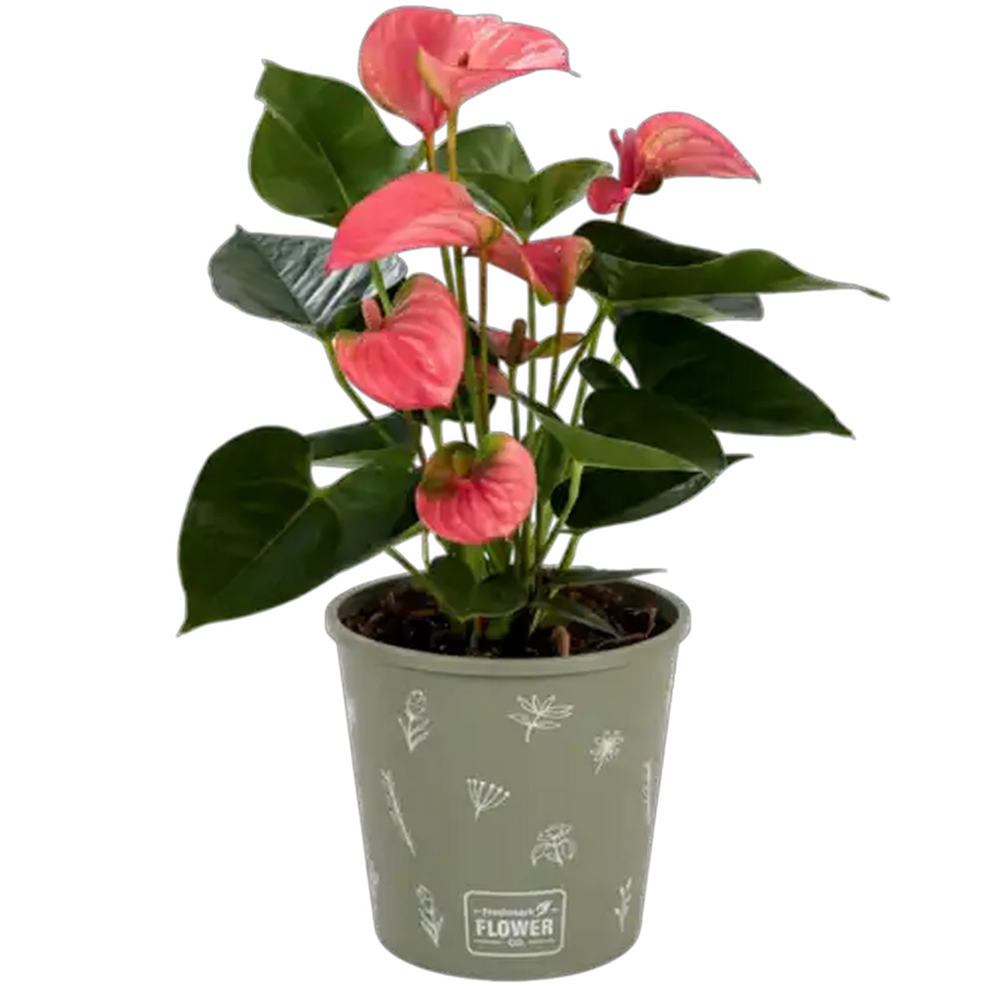 Image of Anthurium Pot Plant 14cm (Colour & Pot May Vary)