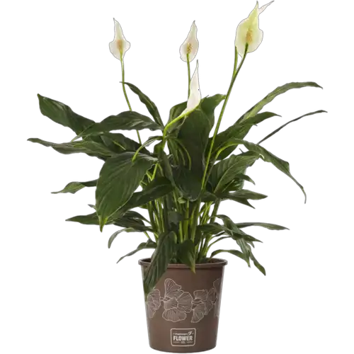 Thumbnail product image - 1