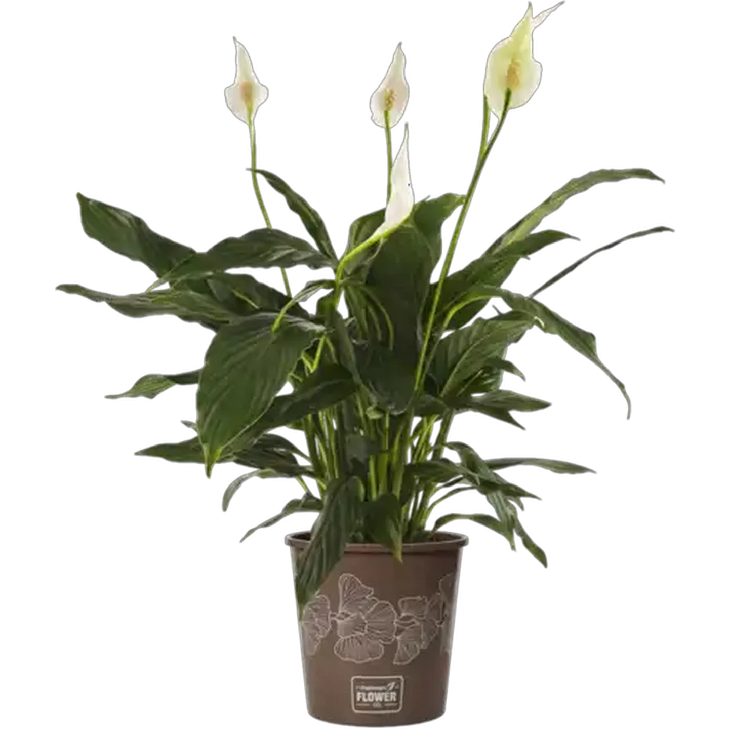 Image of Spathiphyllum Pot Plant (Colour & Pot May Vary)