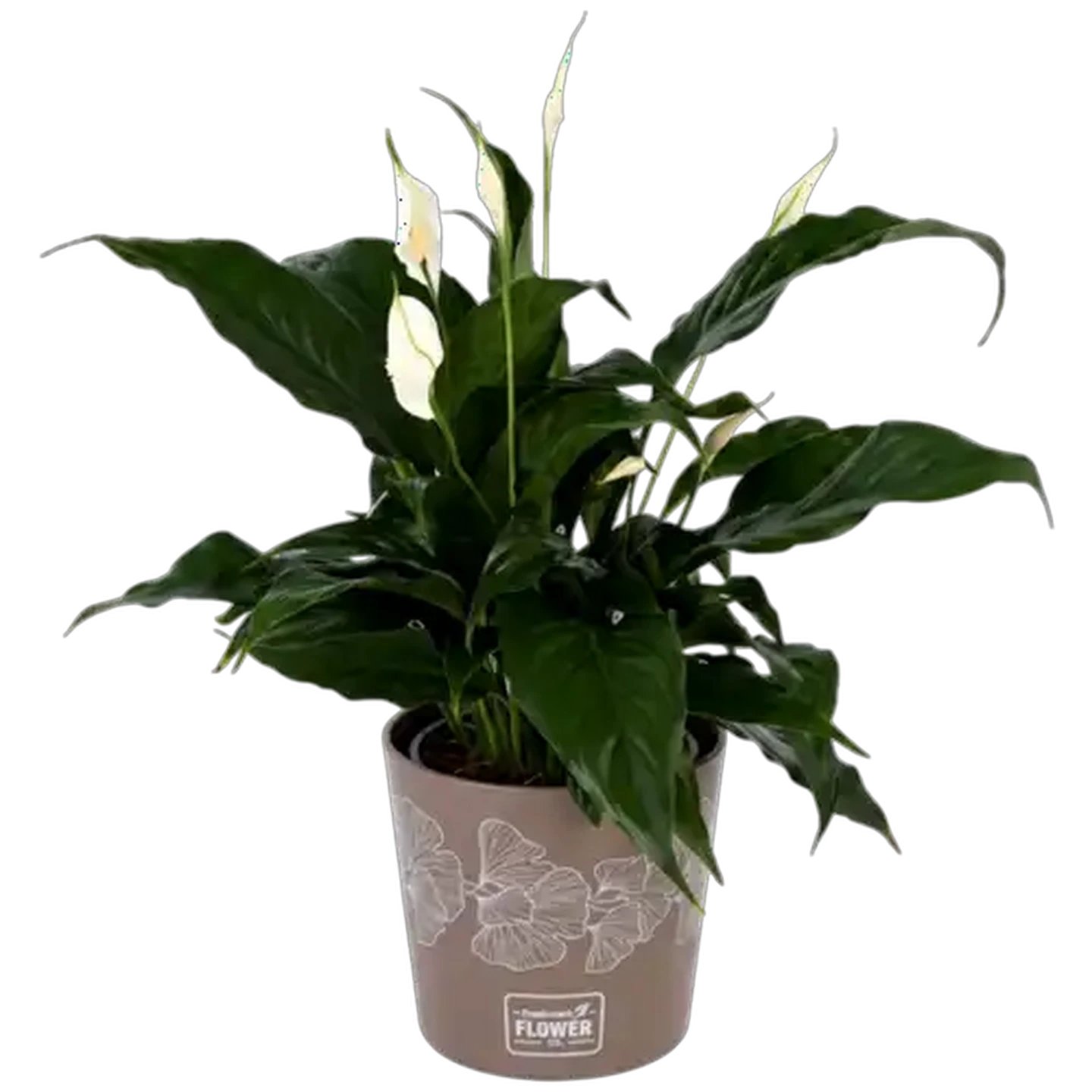 Image of Spathiphyllum Pot Plant (Colour & Pot May Vary)