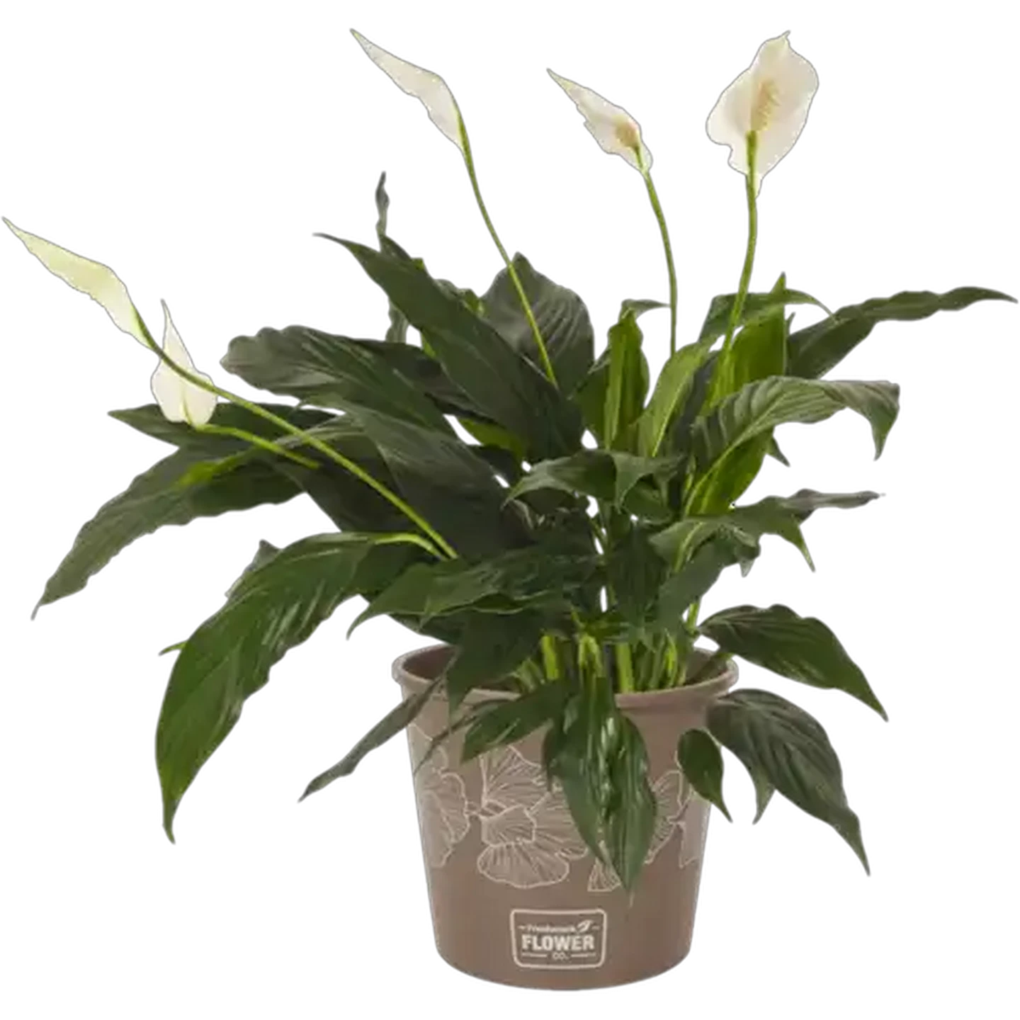 Image of Spathiphyllum Pot Plant (Colour & Pot May Vary)