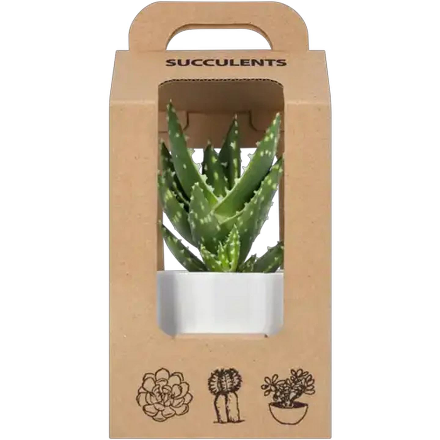 Image of Succulent Pot Plant (Colour & Pot May Vary)